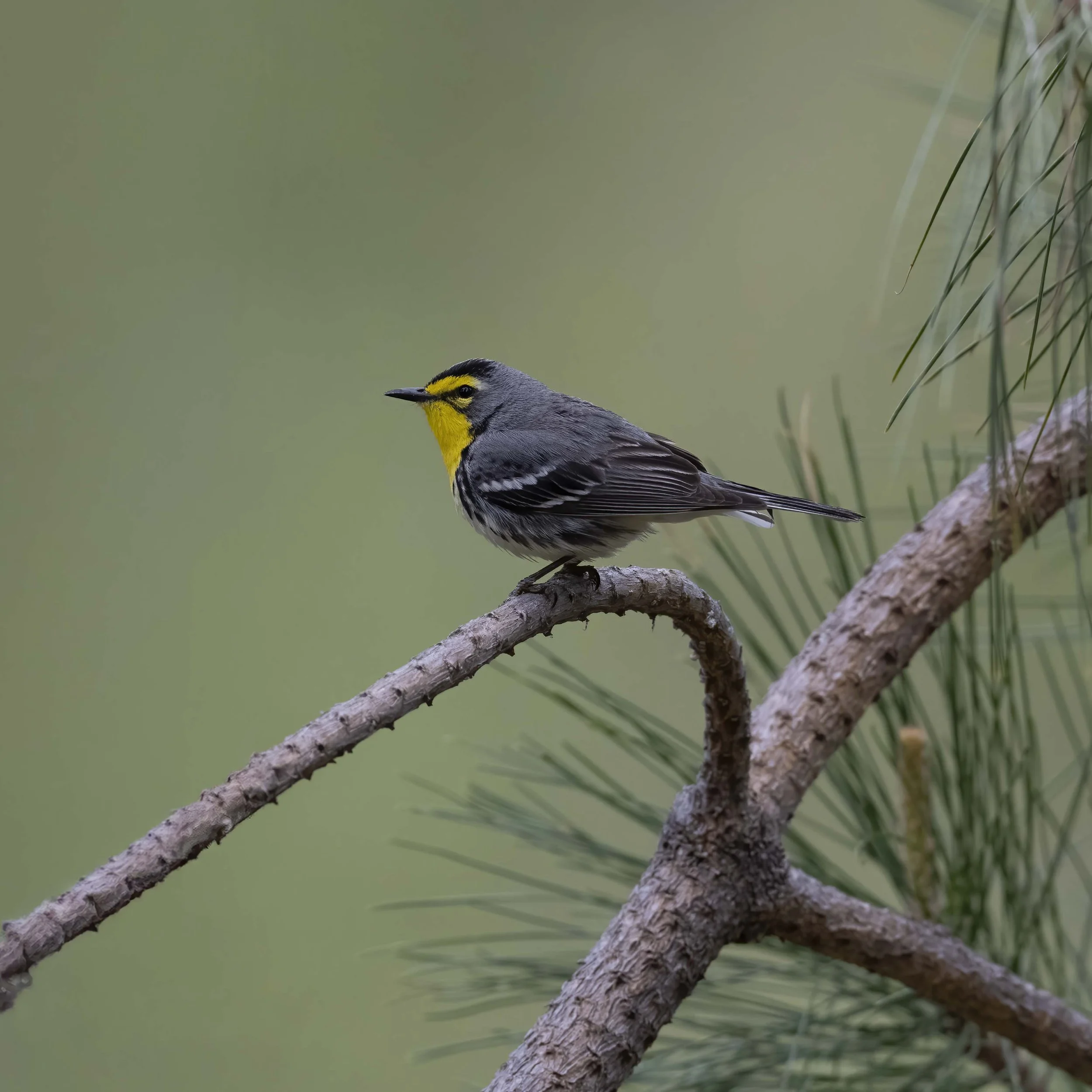 Grace's_Warbler_Z095457.jpg