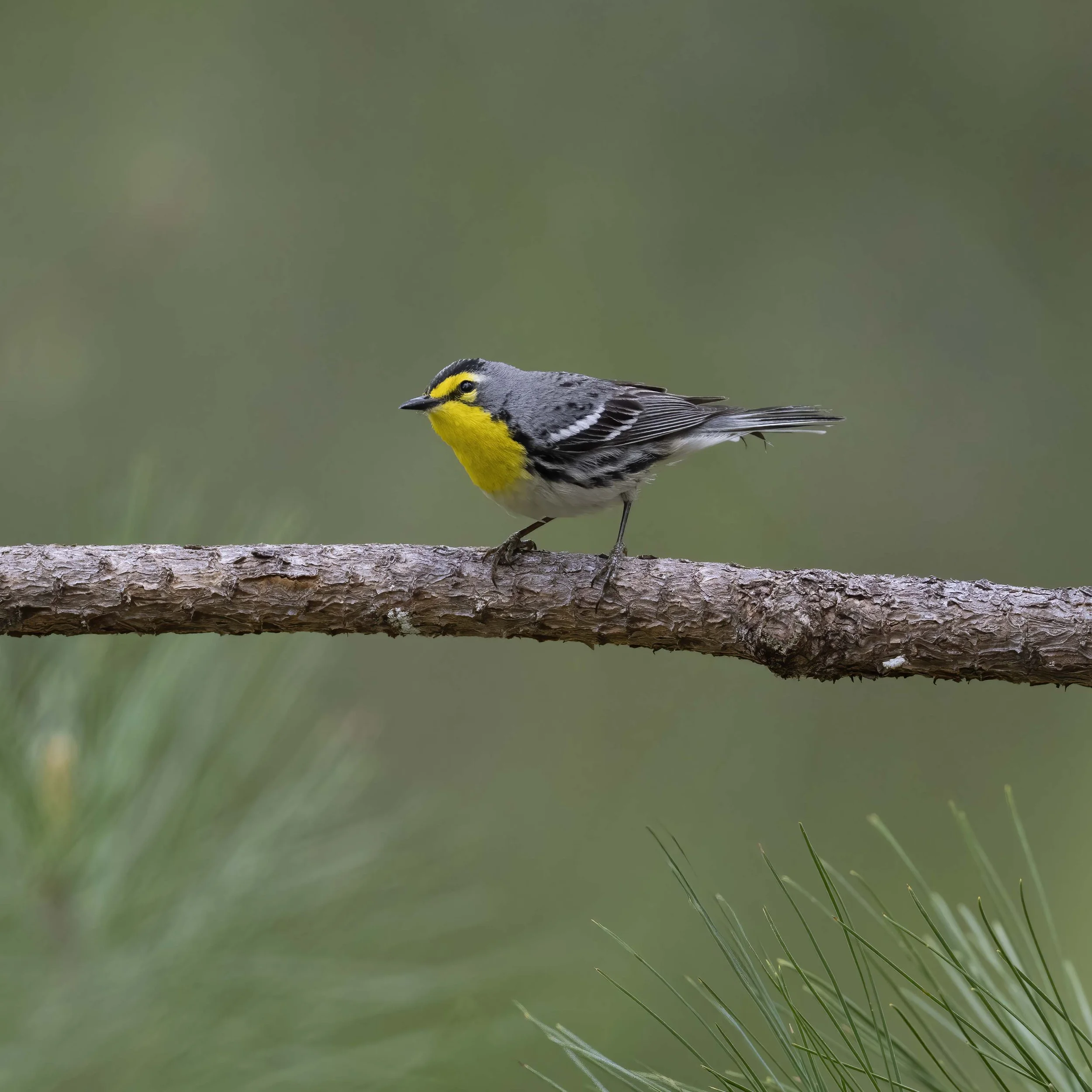 Grace's_Warbler_Z095475.jpg