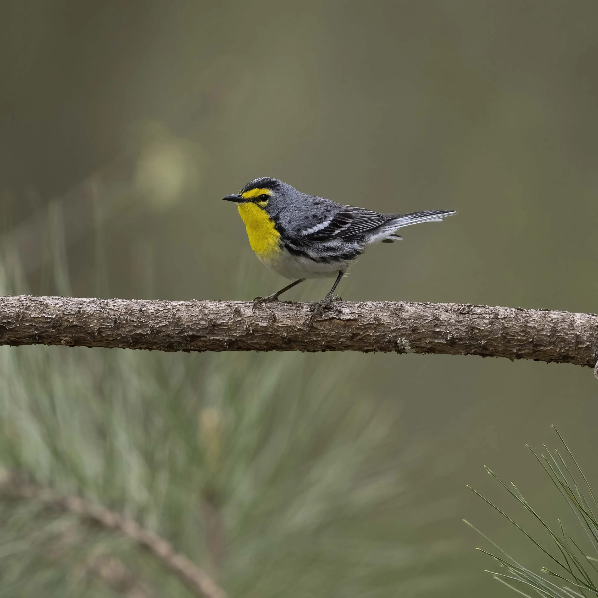 Grace's_Warbler_Z095487.jpg
