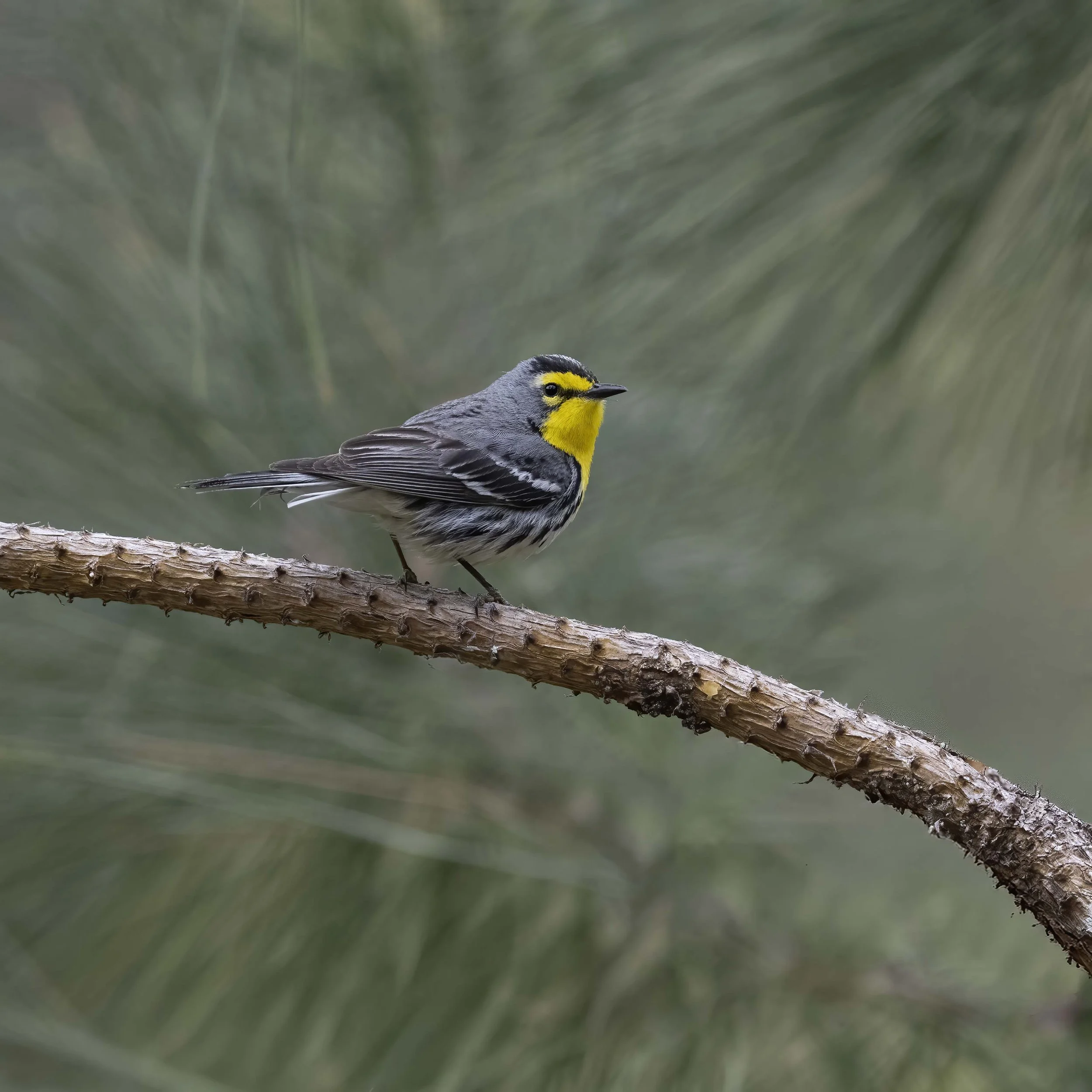 Grace's_Warbler_Z095528.jpg