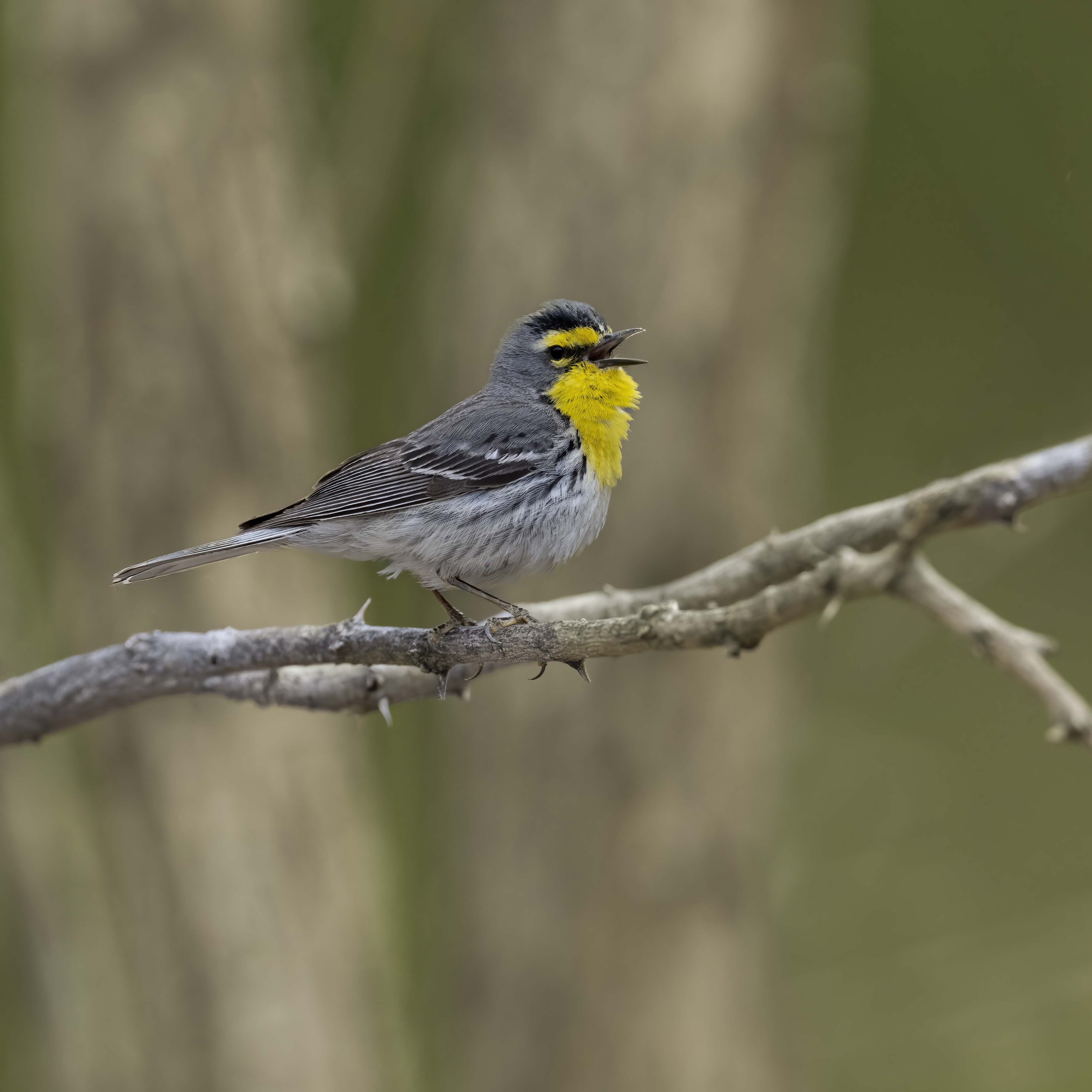Grace's_Warbler_Z097201.jpg