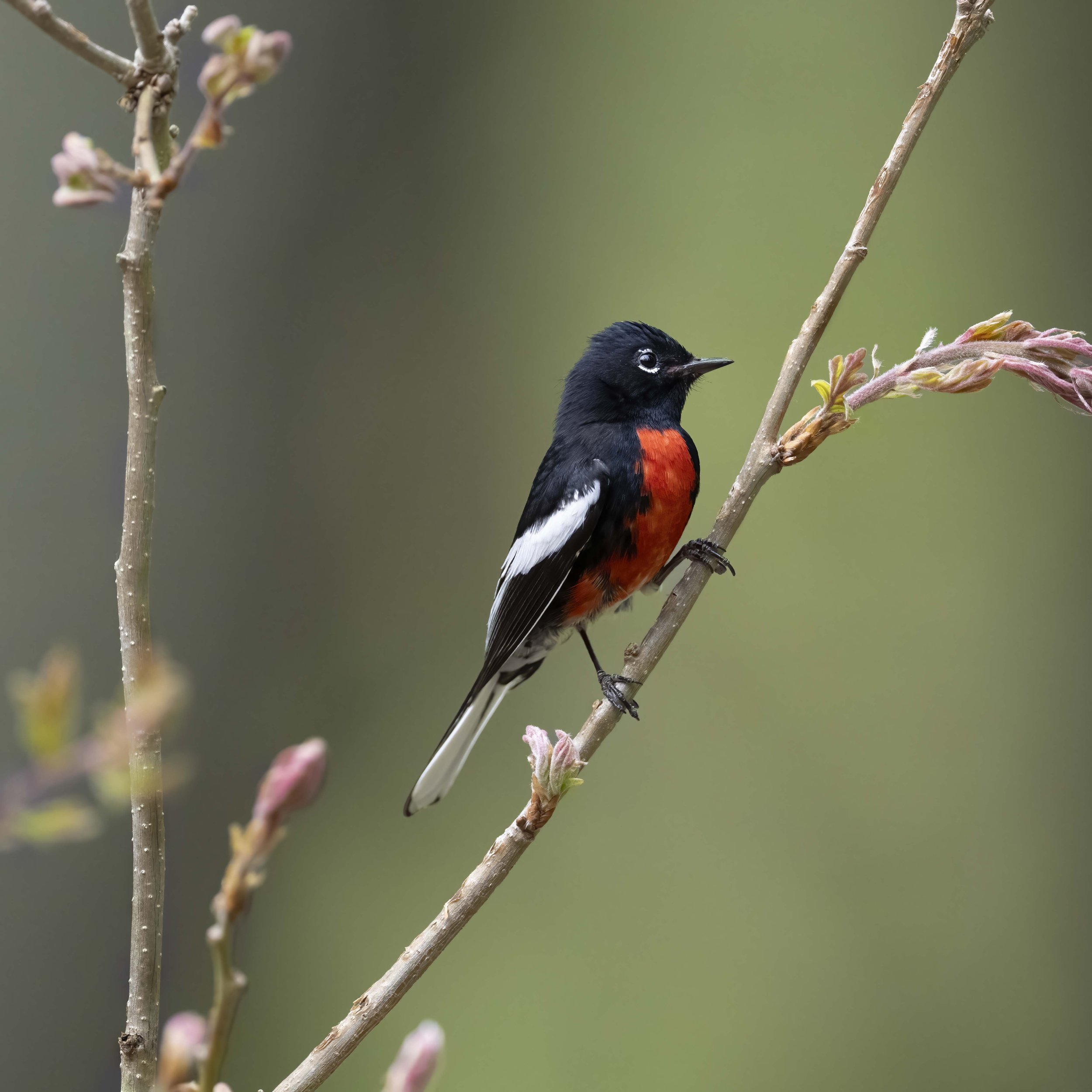 Mt Lemmon, Tucson, AZ  05-03-2026