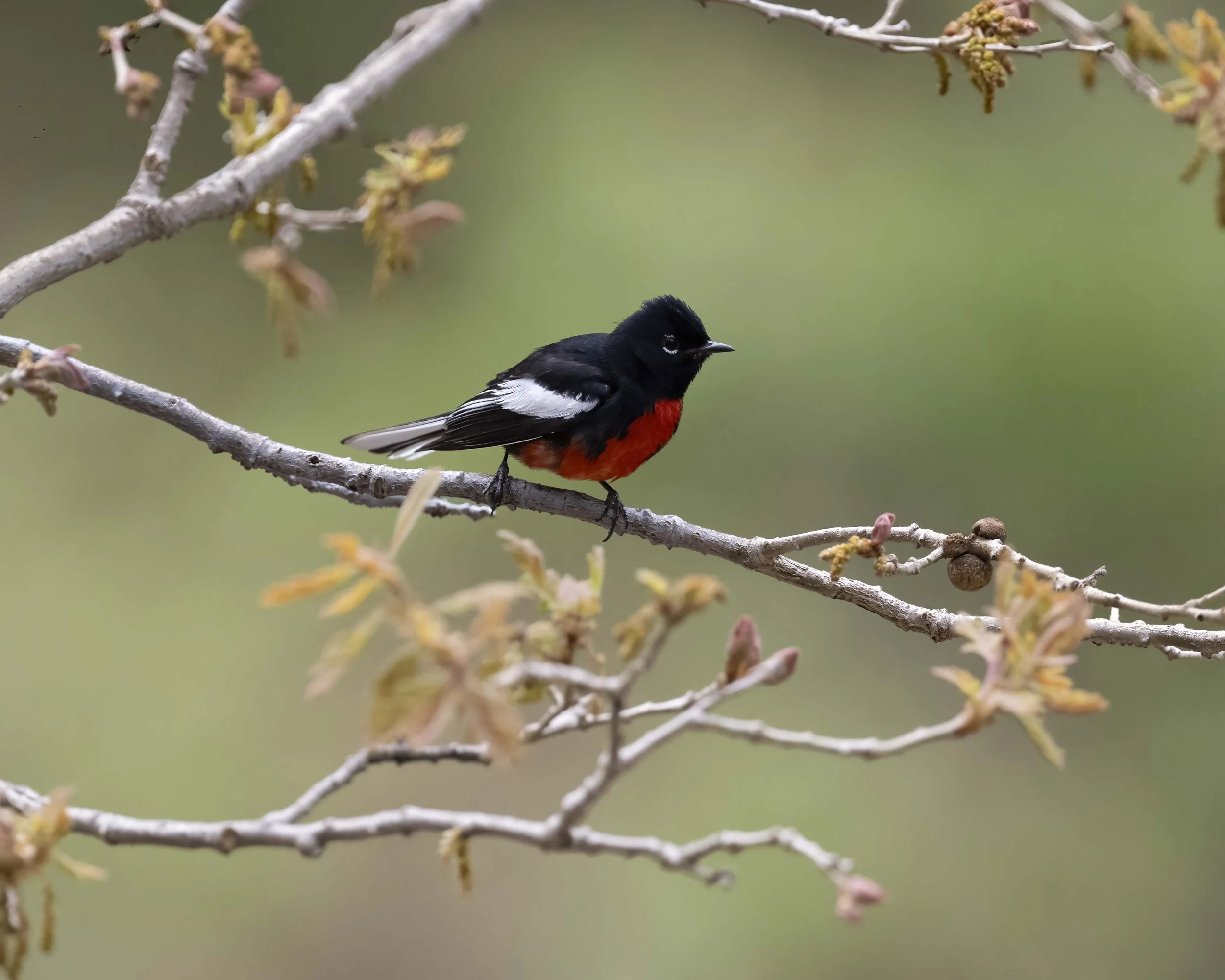Painted_Redstart_Z094775.jpg