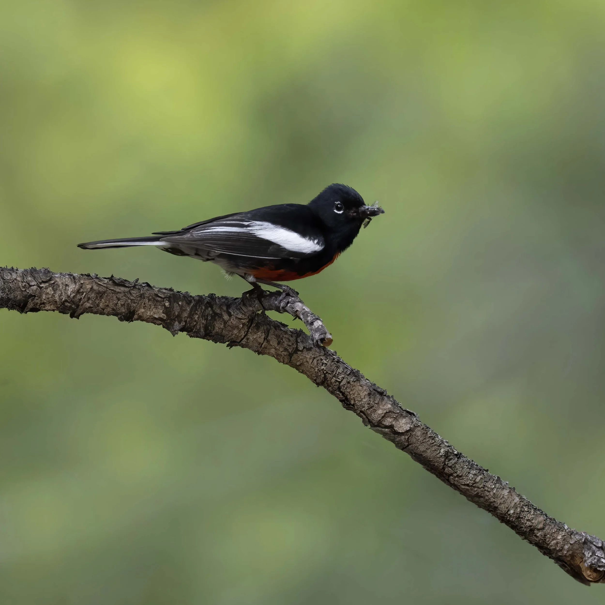 Painted_Redstart_Z094789.jpg