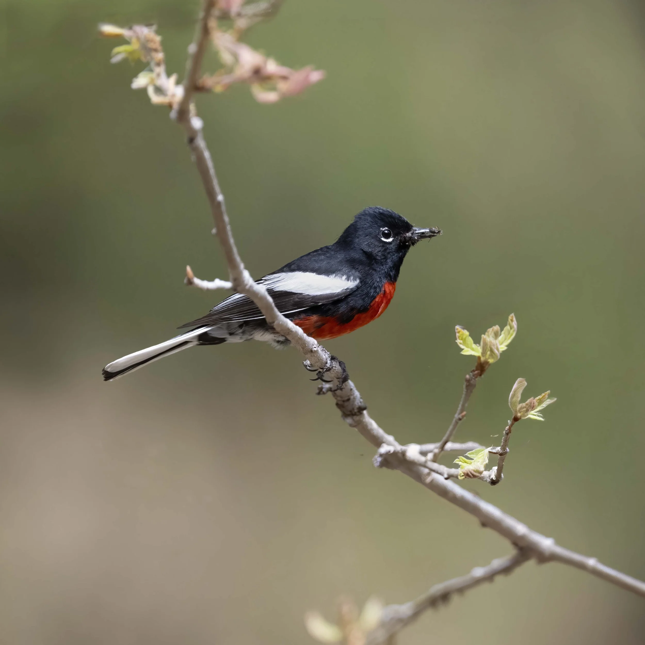 Painted_Redstart_Z094805.jpg