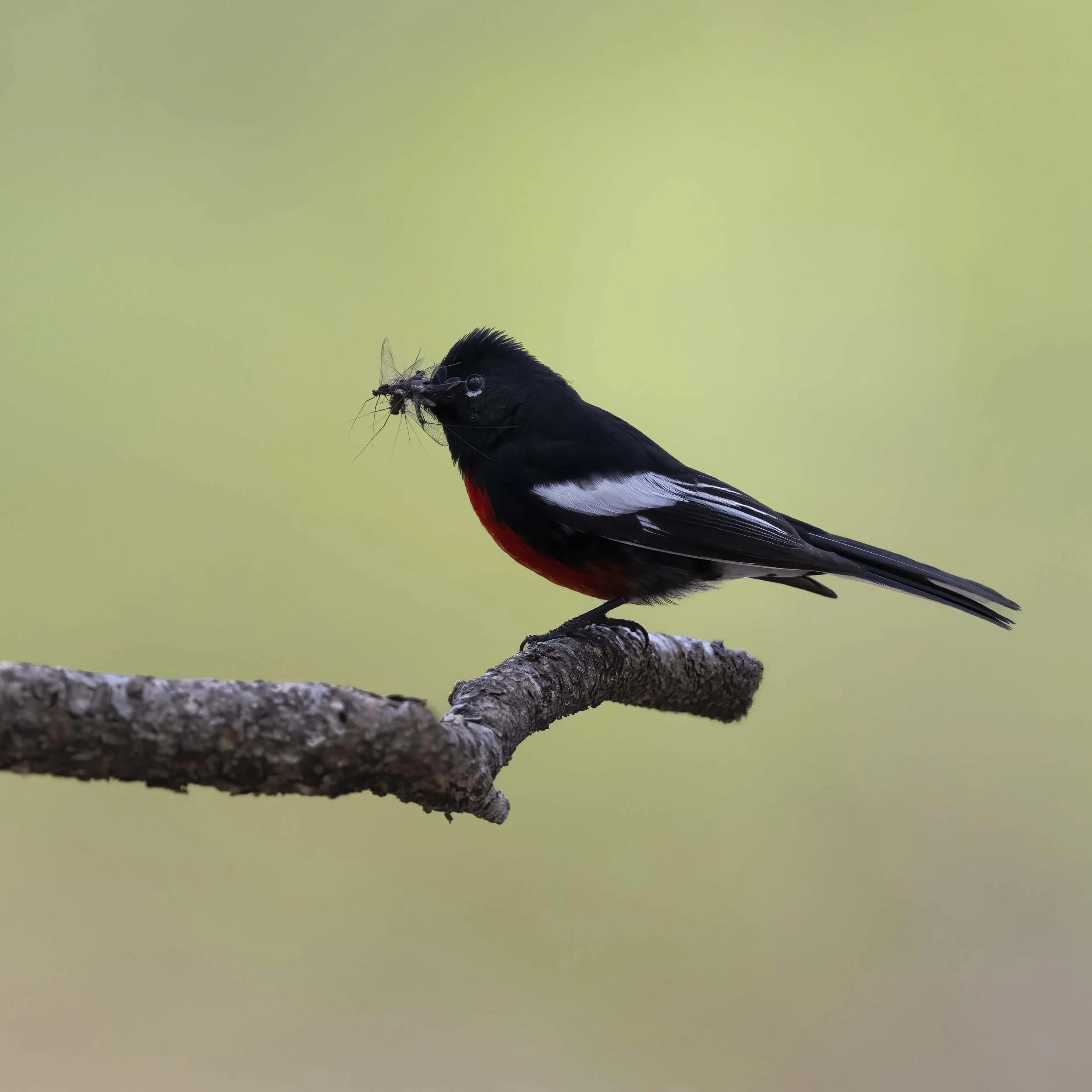Painted_Redstart_Z095545.jpg
