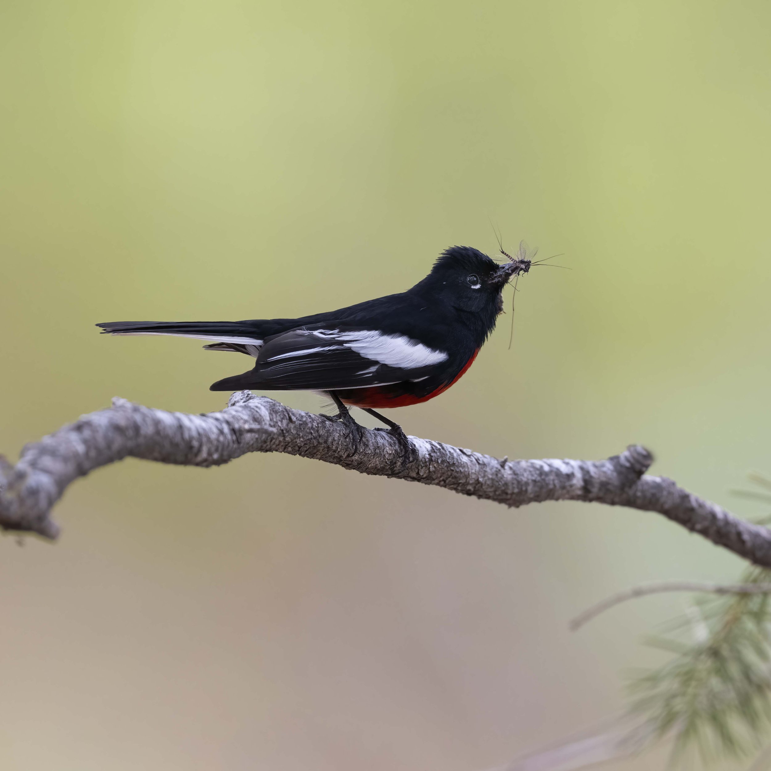 Painted_Redstart_Z095639.jpg