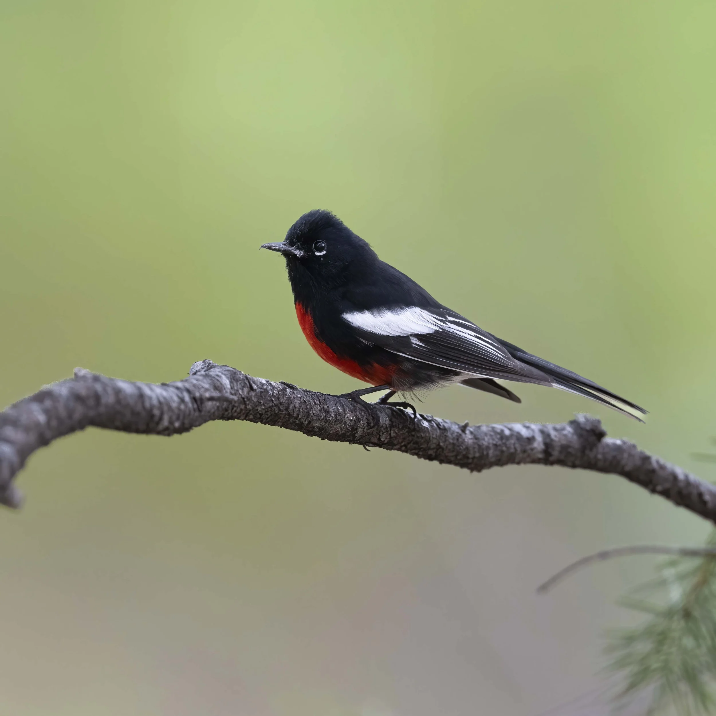 Painted_Redstart_Z095689.jpg