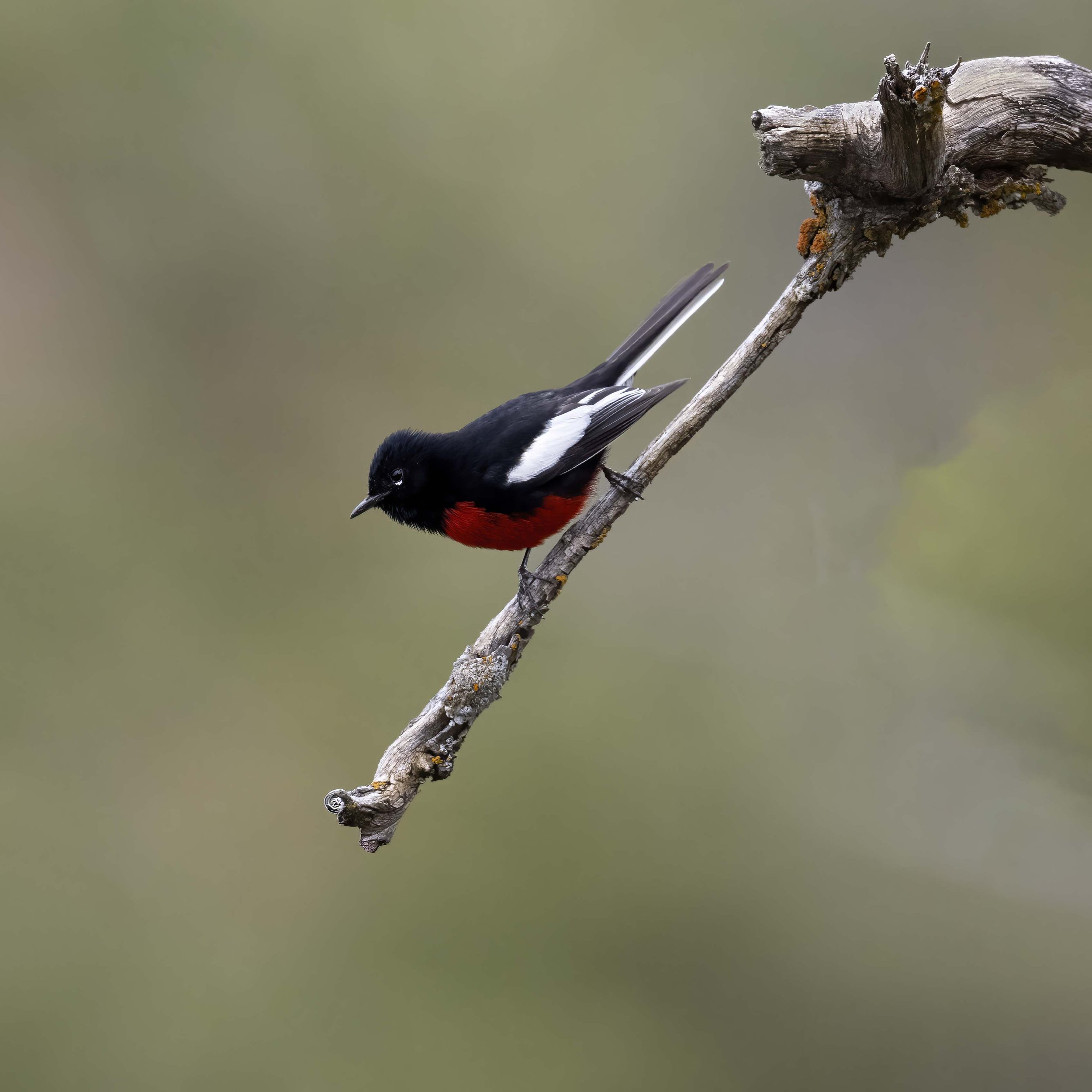 Painted_Redstart_Z097259.jpg