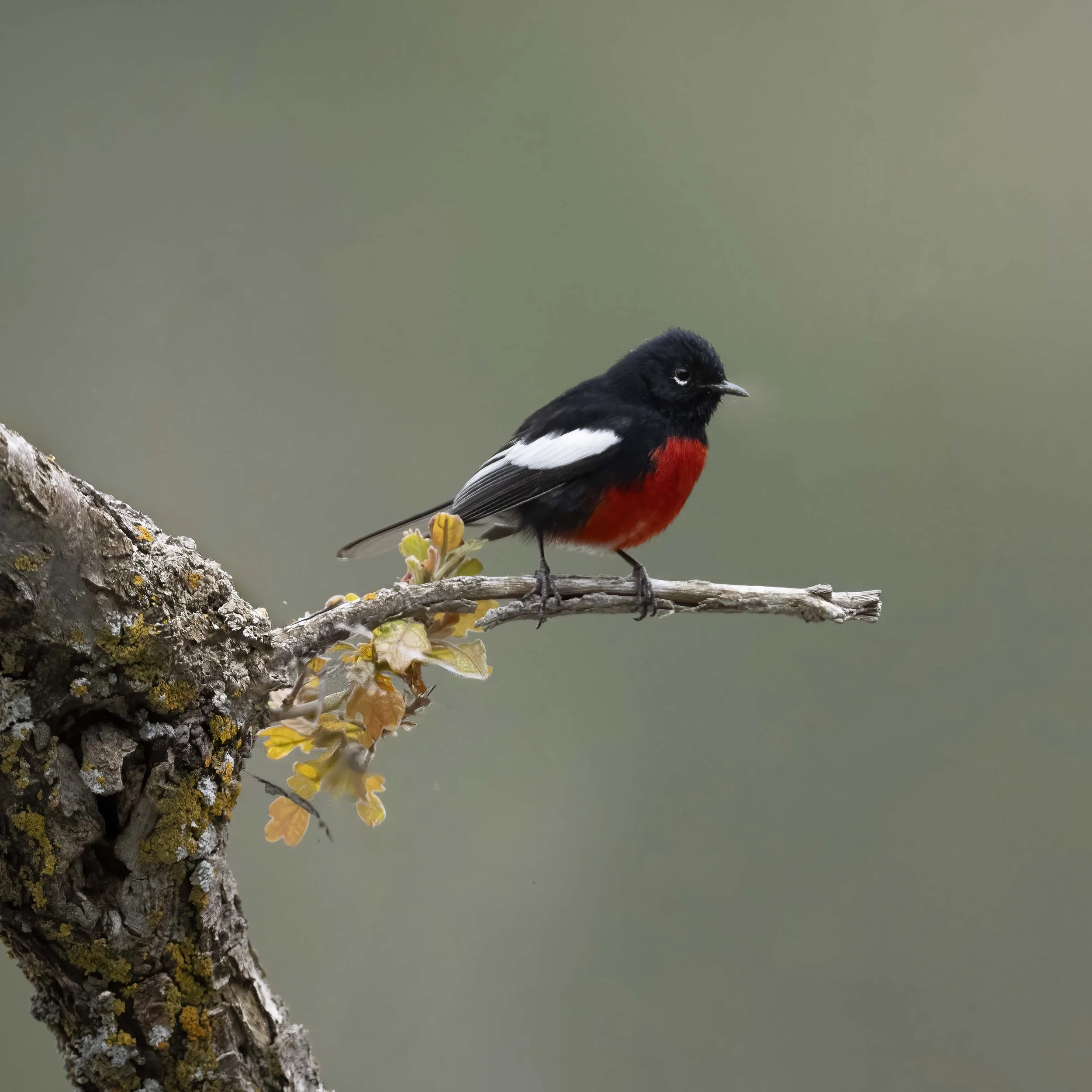 Painted_Redstart_Z097366.jpg