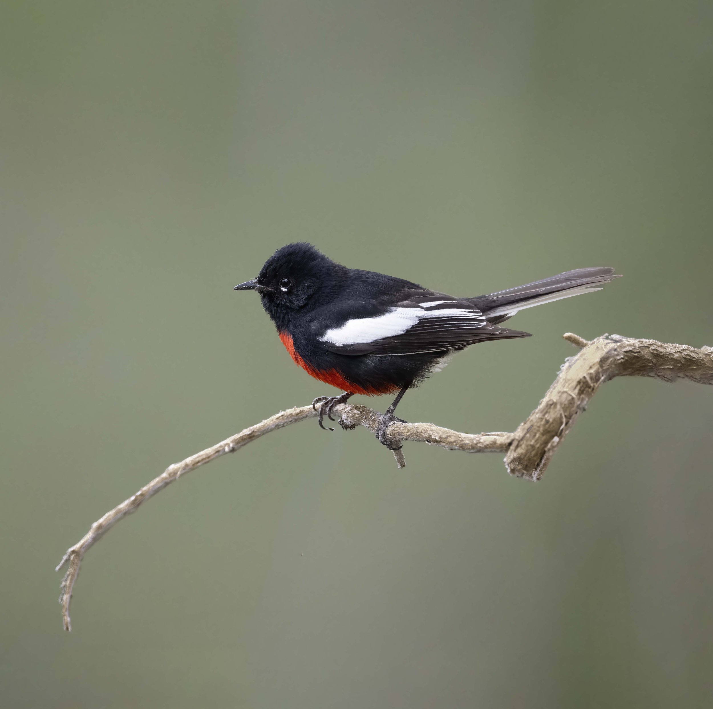 Painted_Redstart_Z097391.jpg