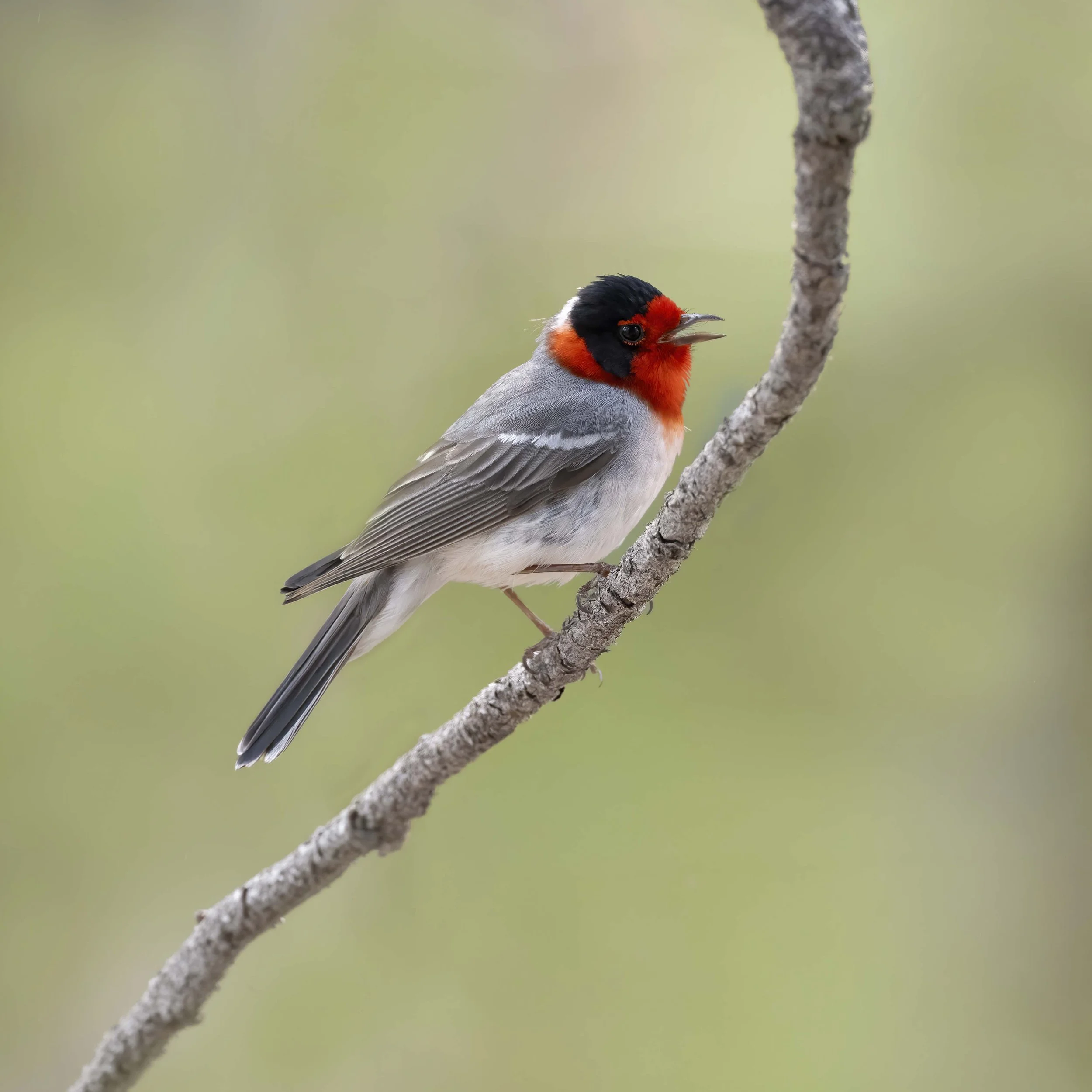 Mt Lemmon, Tucson  05-03-2026