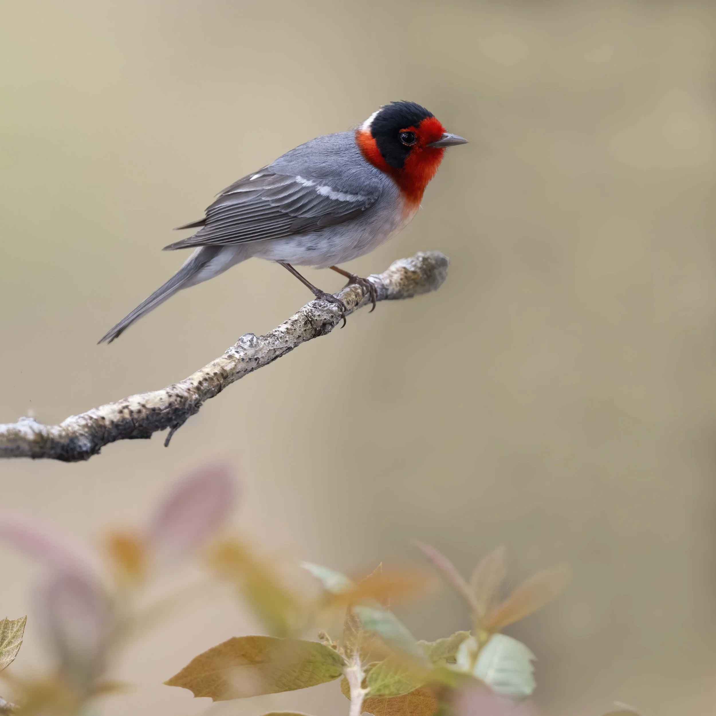 Red-faced_Warbler_Z093900.jpg