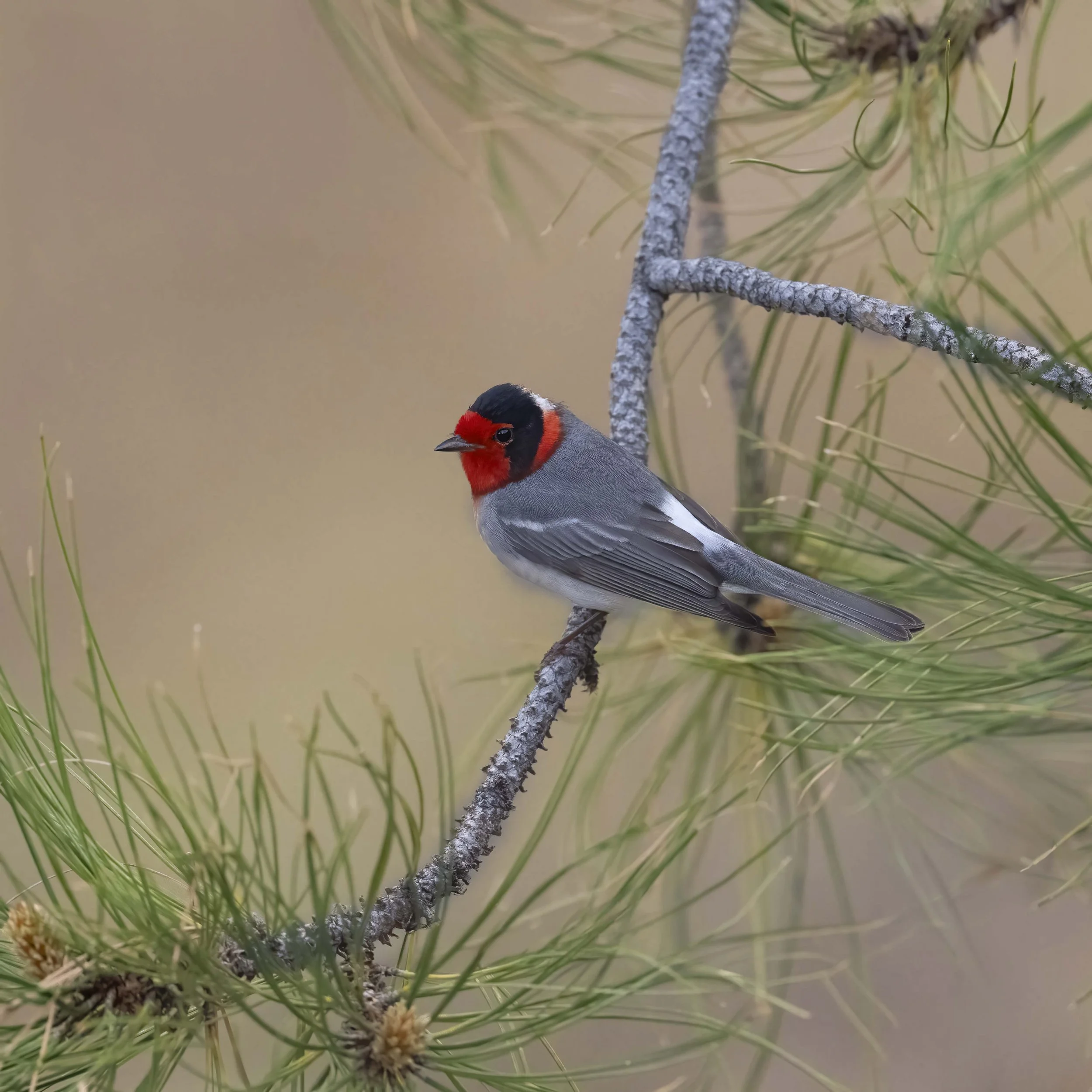 Red-faced_Warbler_Z094288.jpg