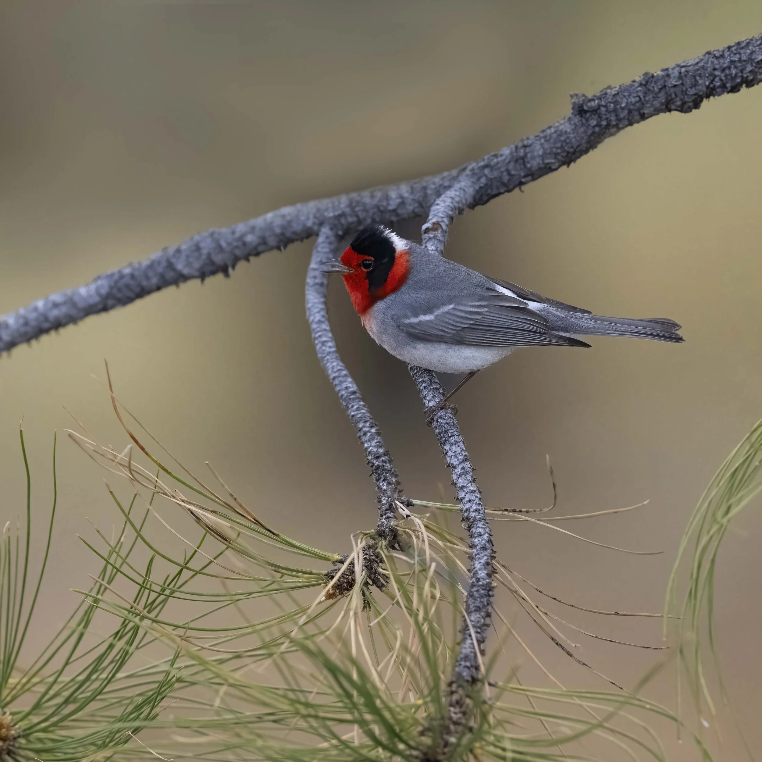 Red-faced_Warbler_Z094305.jpg