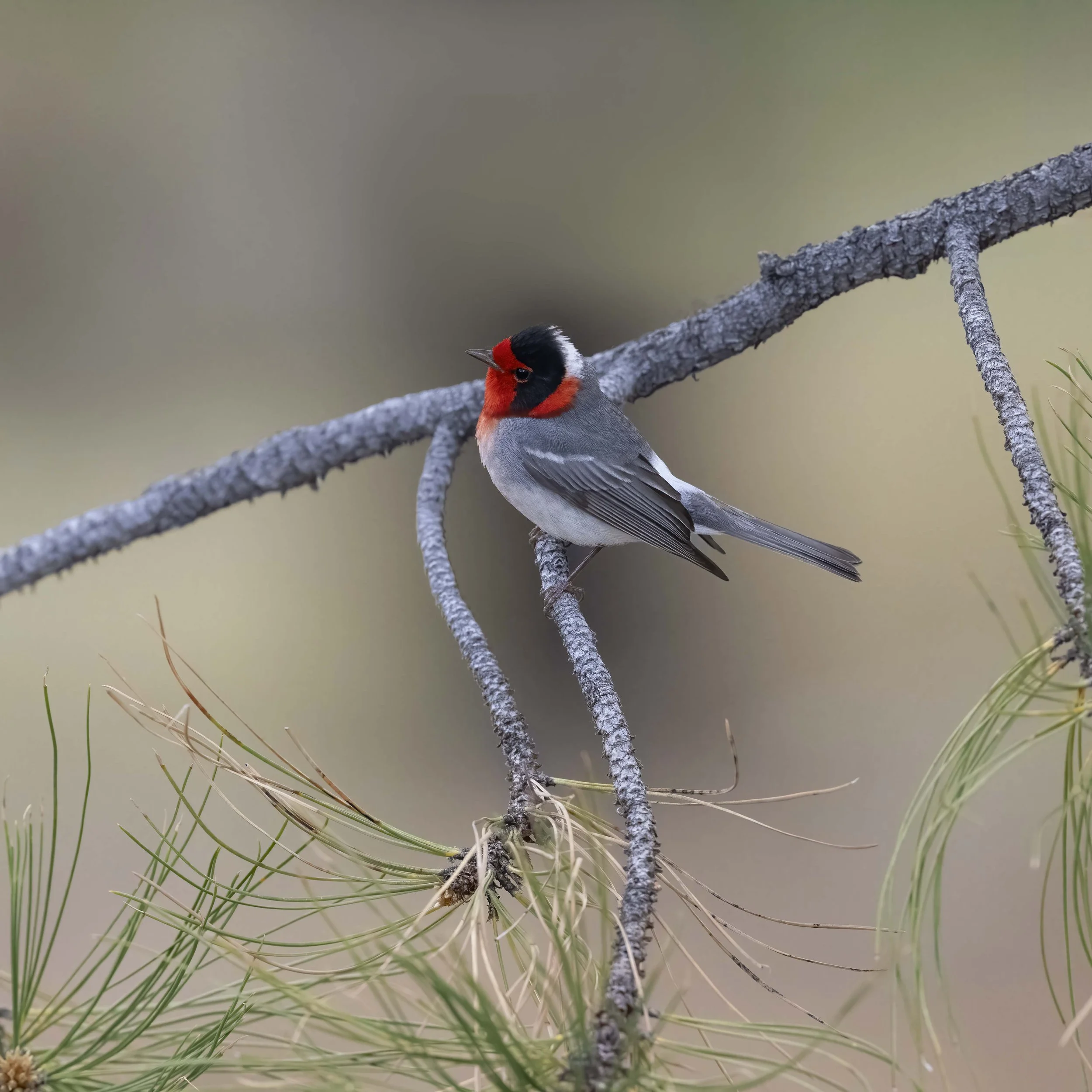 Red-faced_Warbler_Z094312.jpg