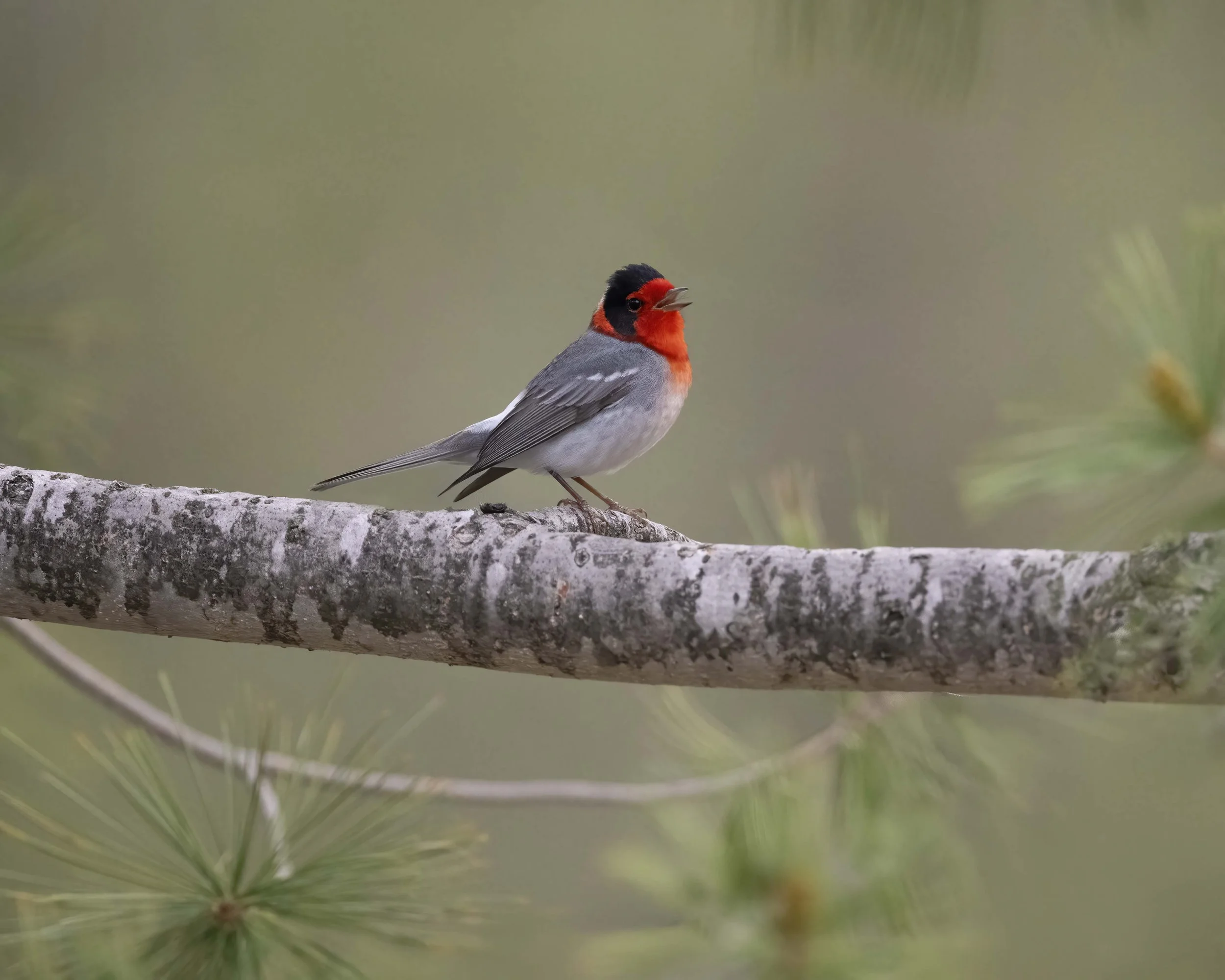 Red-faced_Warbler_Z094384.jpg