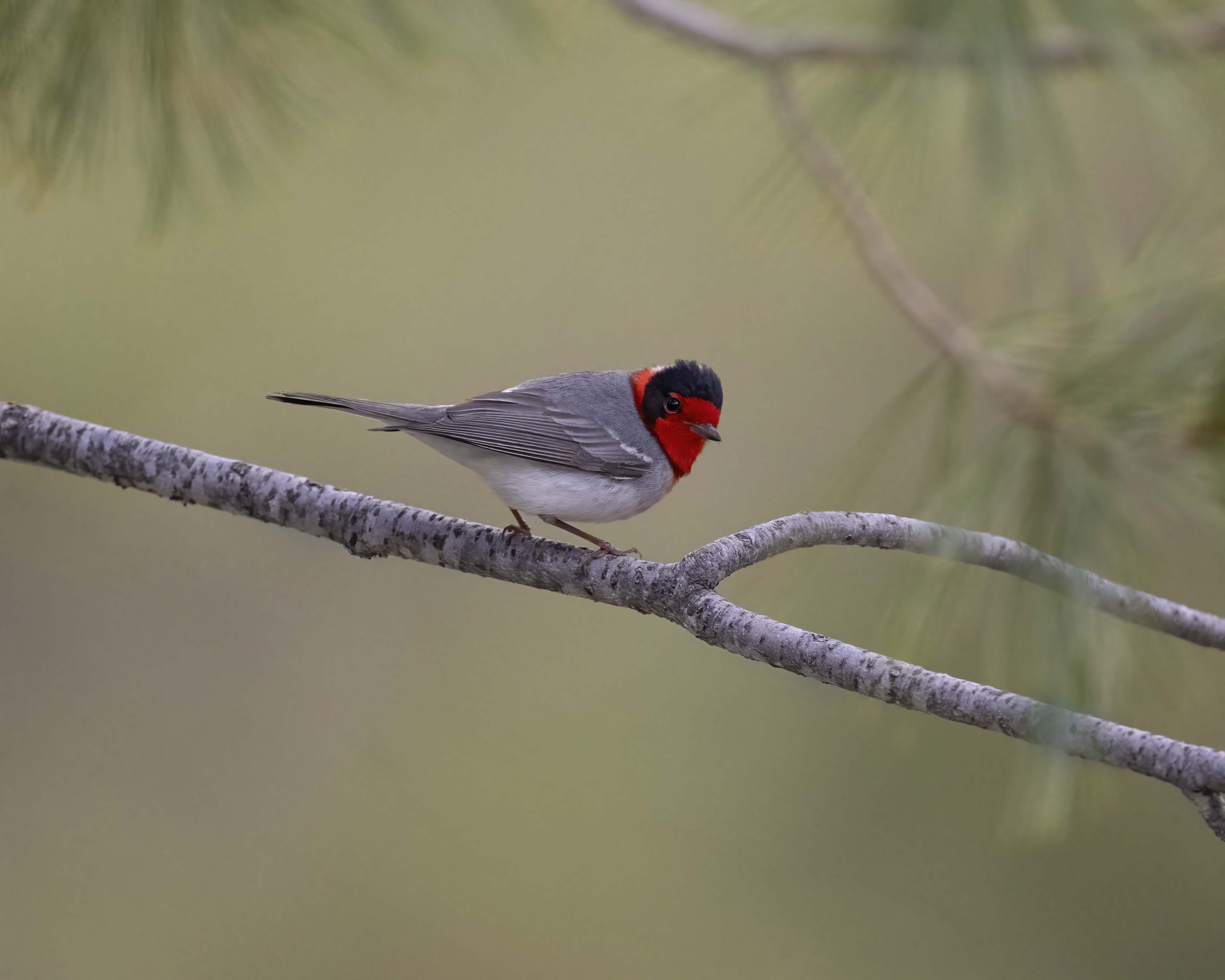Red-faced_Warbler_Z094398.jpg