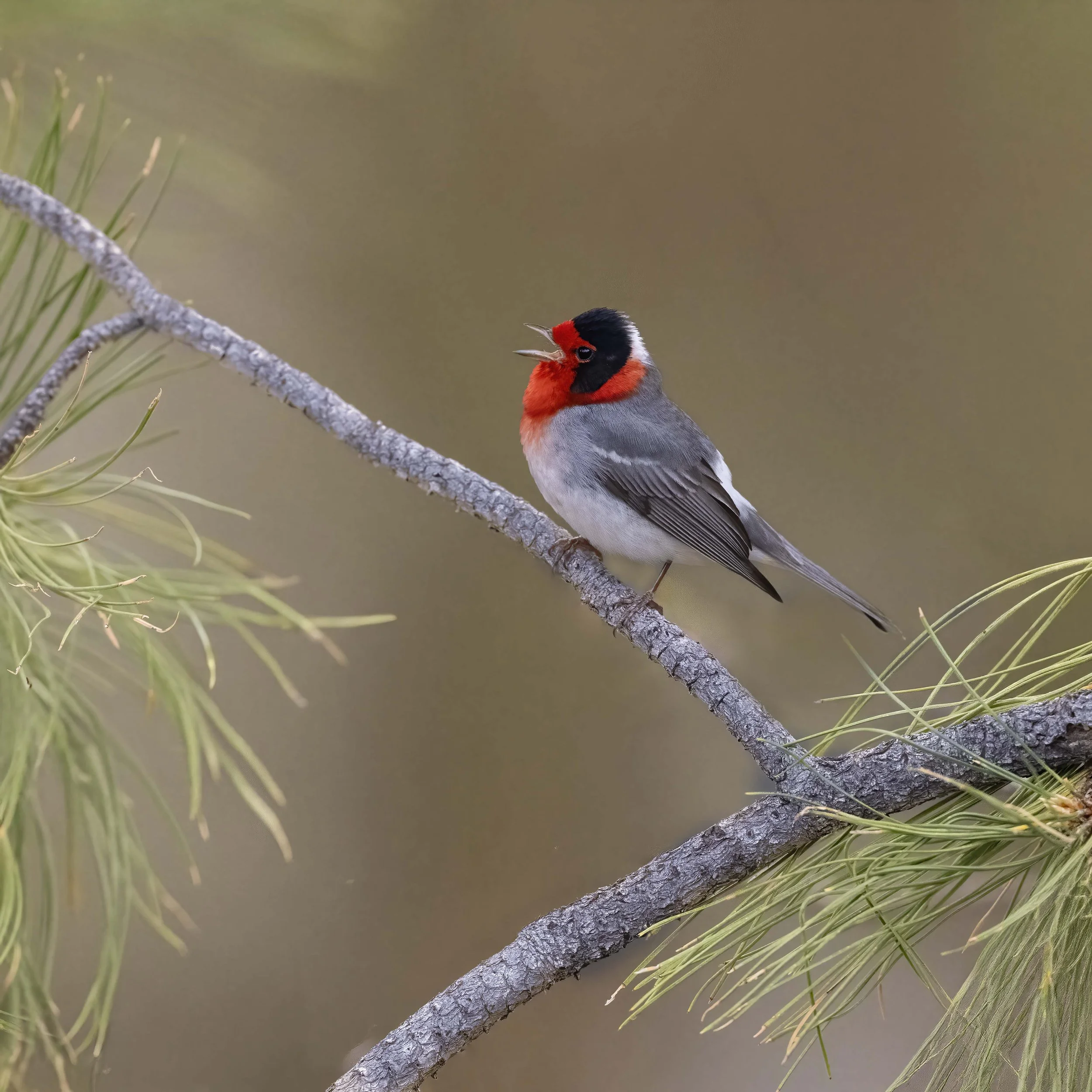 Red-faced_Warbler_Z094470.jpg