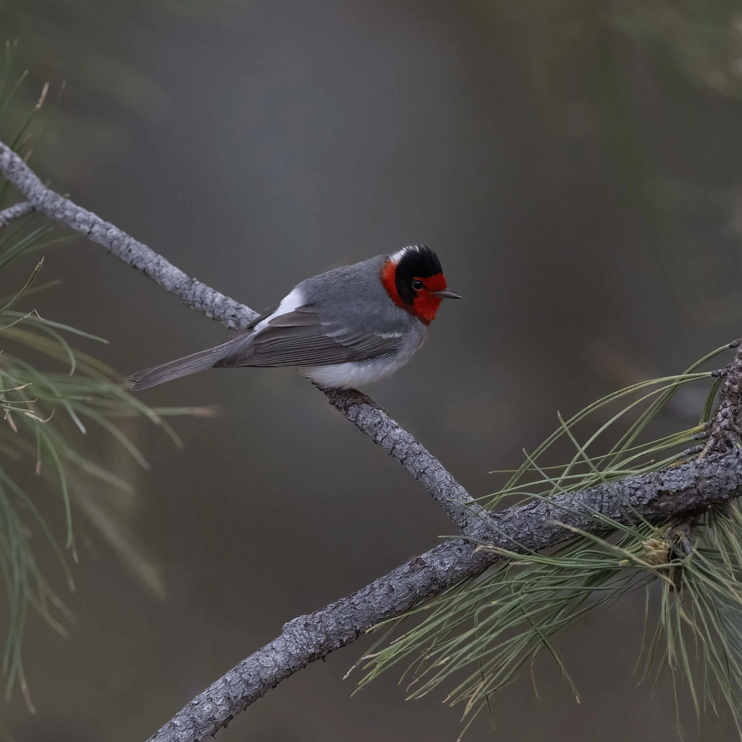 Red-faced_Warbler_Z094481.jpg
