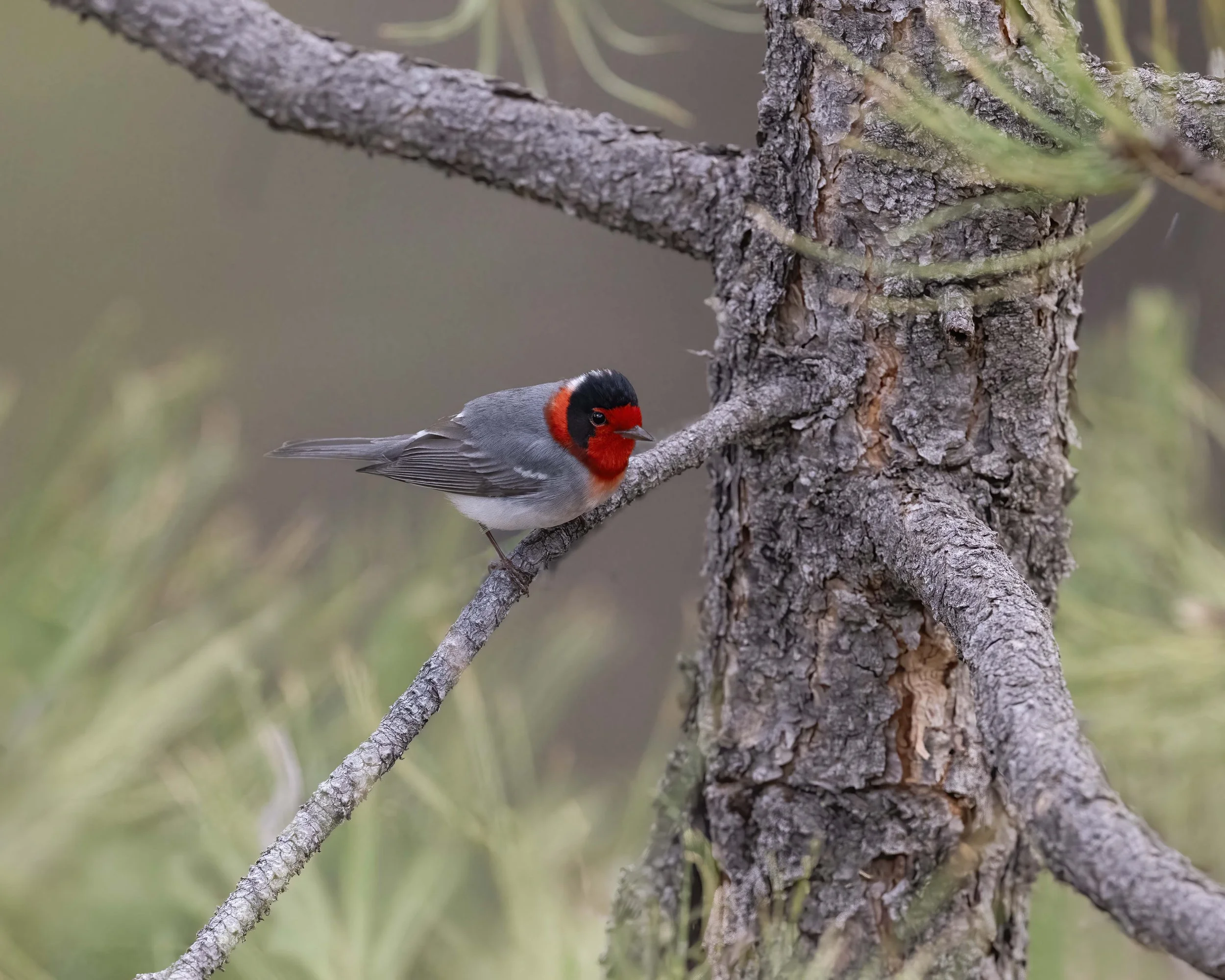 Red-faced_Warbler_Z094486.jpg