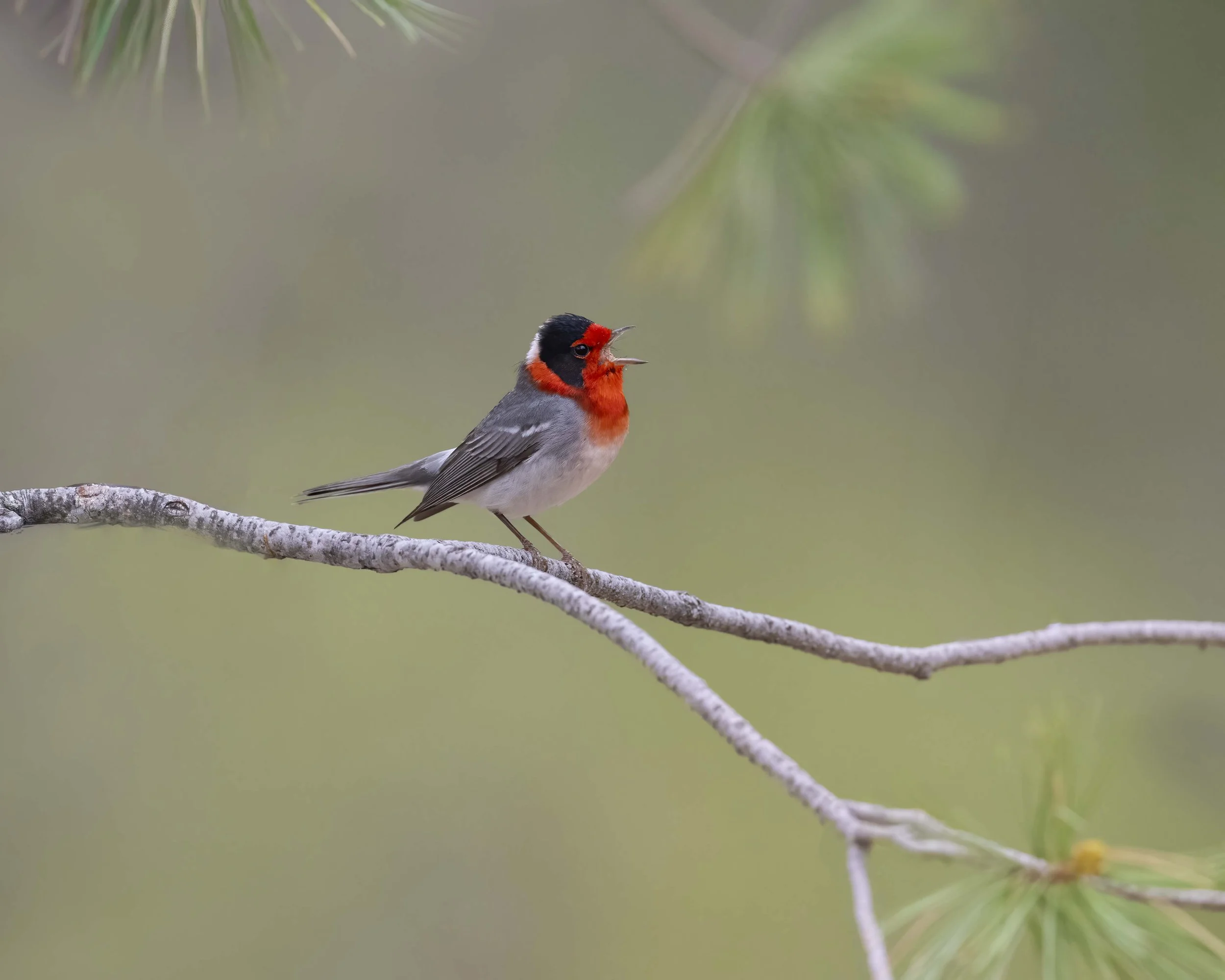 Red-faced_Warbler_Z094511.jpg