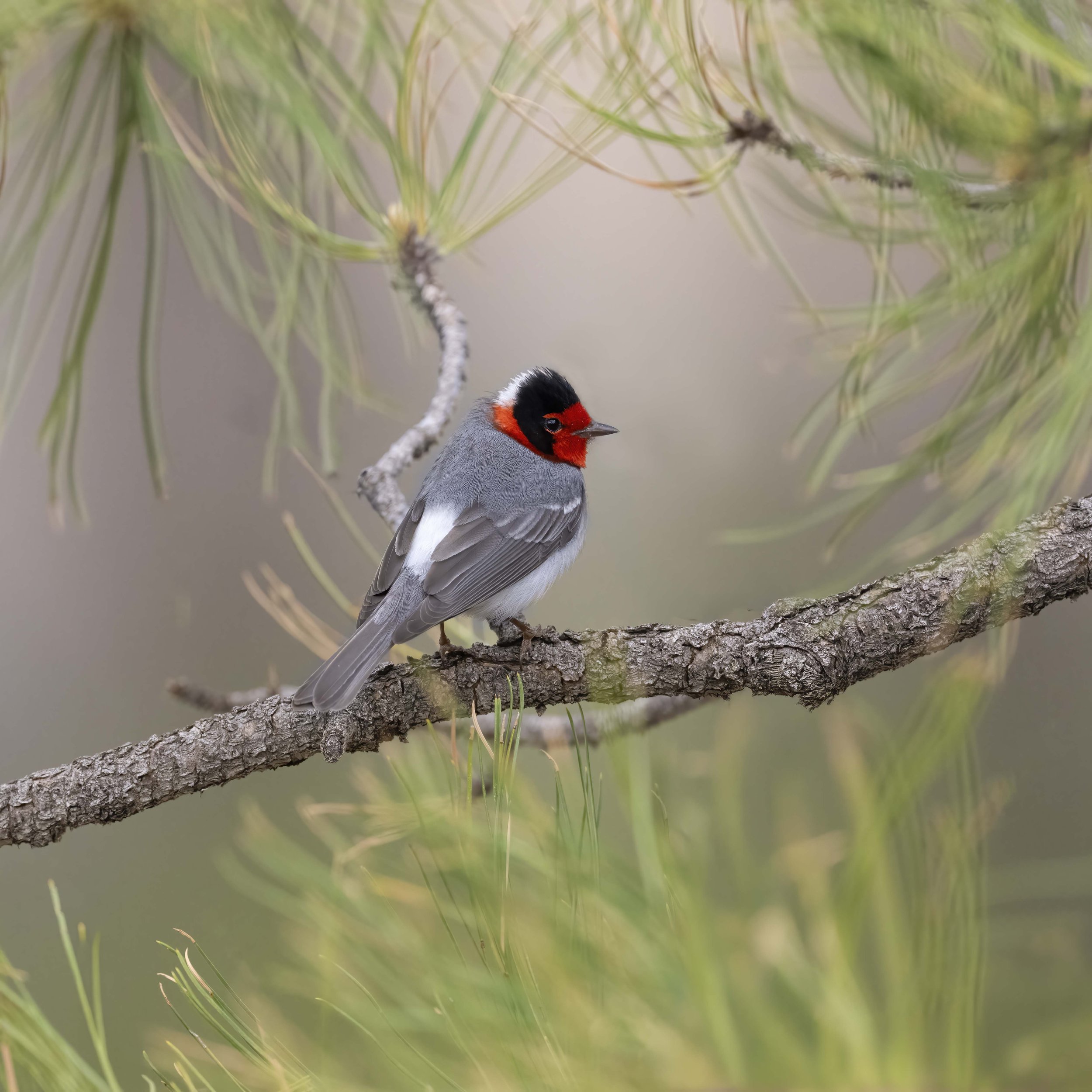 Red-faced_Warbler_Z094607.jpg