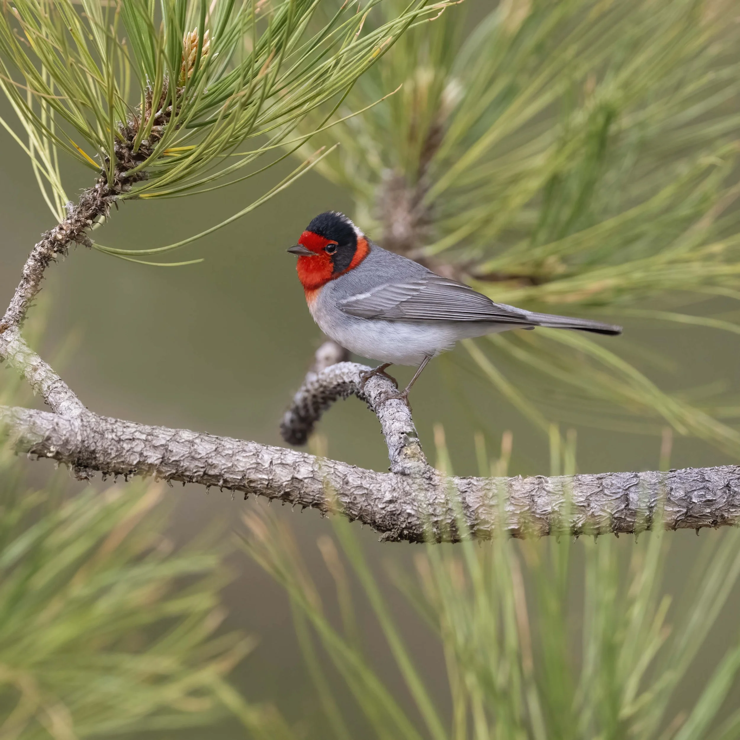 Red-faced_Warbler_Z094617.jpg
