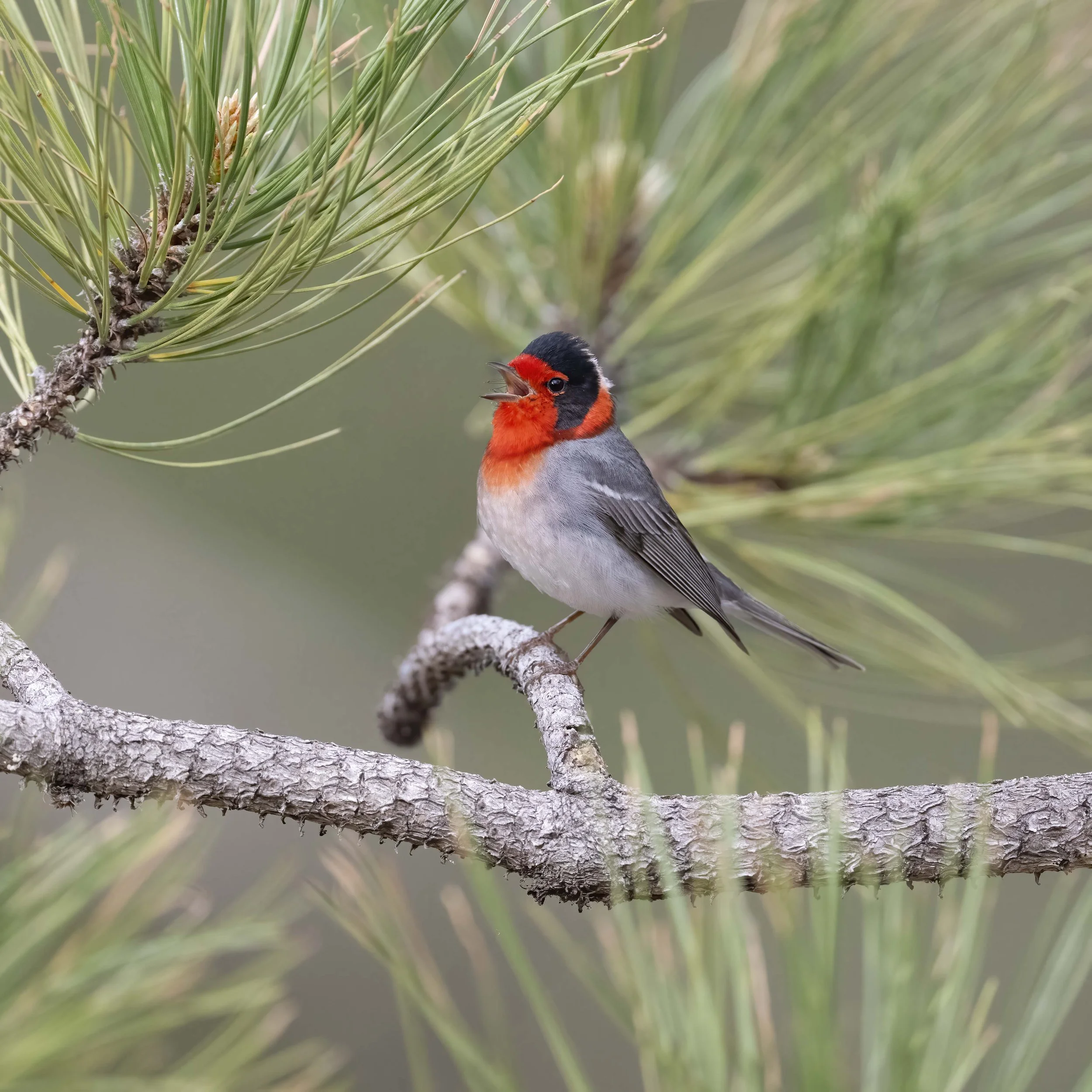 Red-faced_Warbler_Z094635.jpg