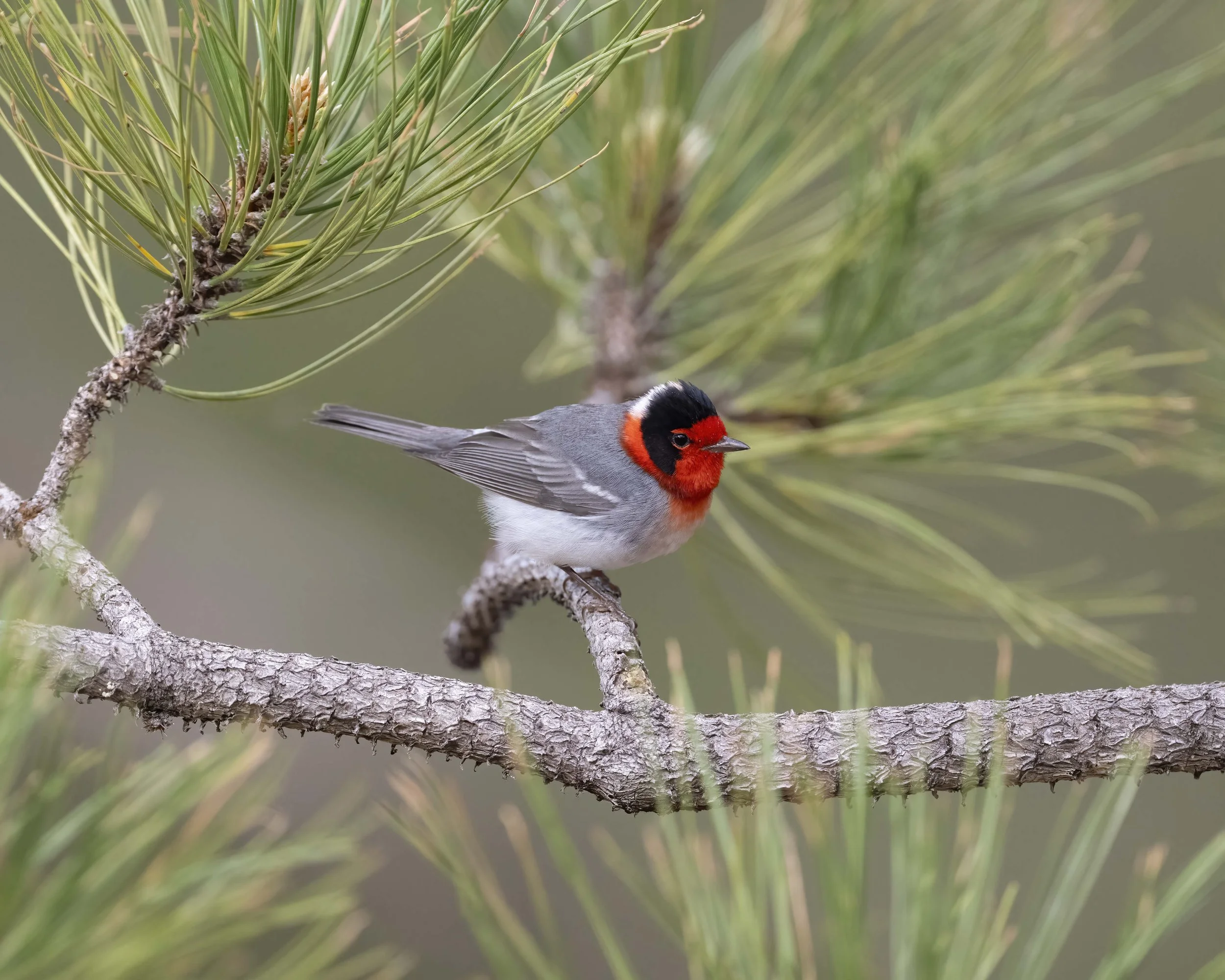 Red-faced_Warbler_Z094642.jpg