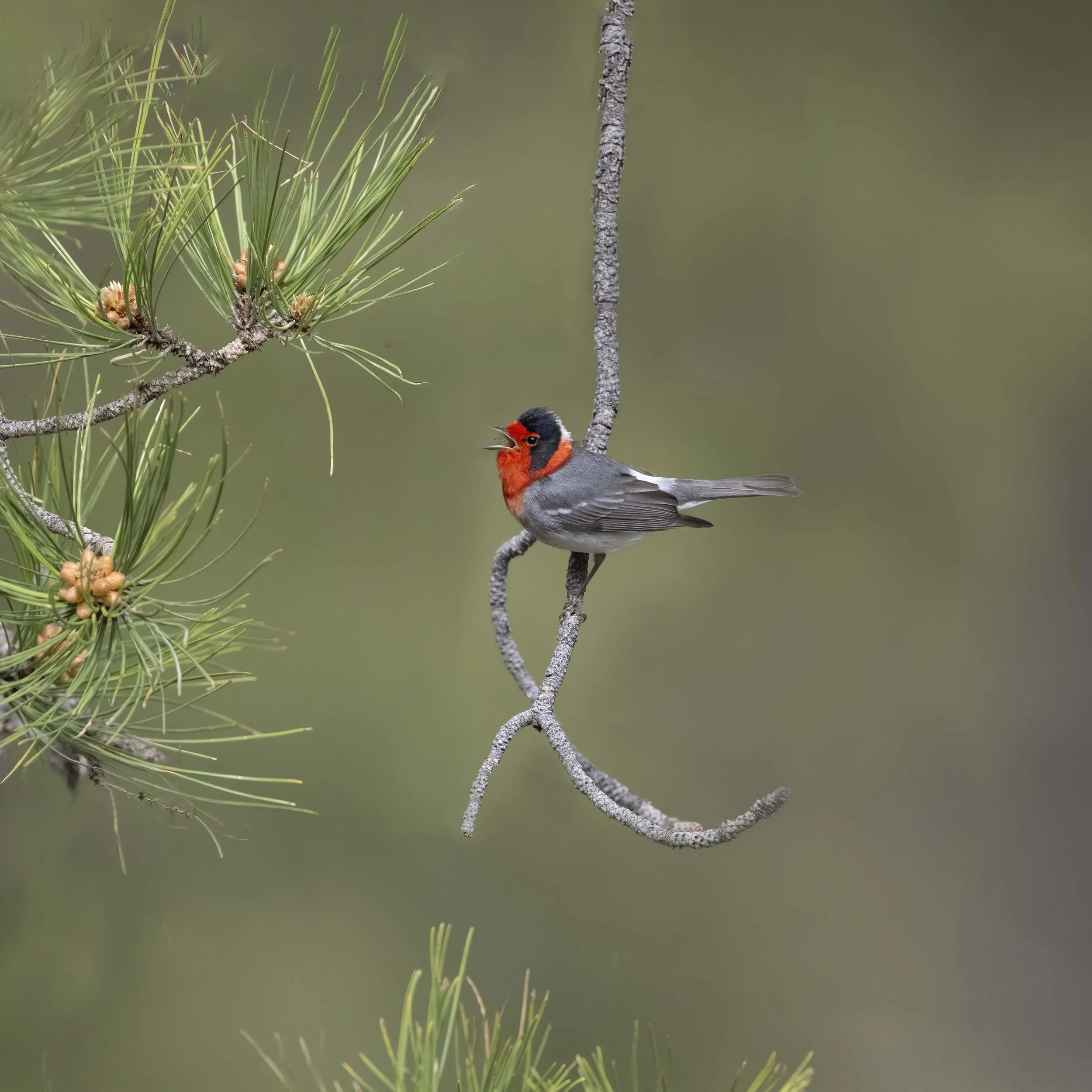 Red-faced_Warbler_Z094654.jpg