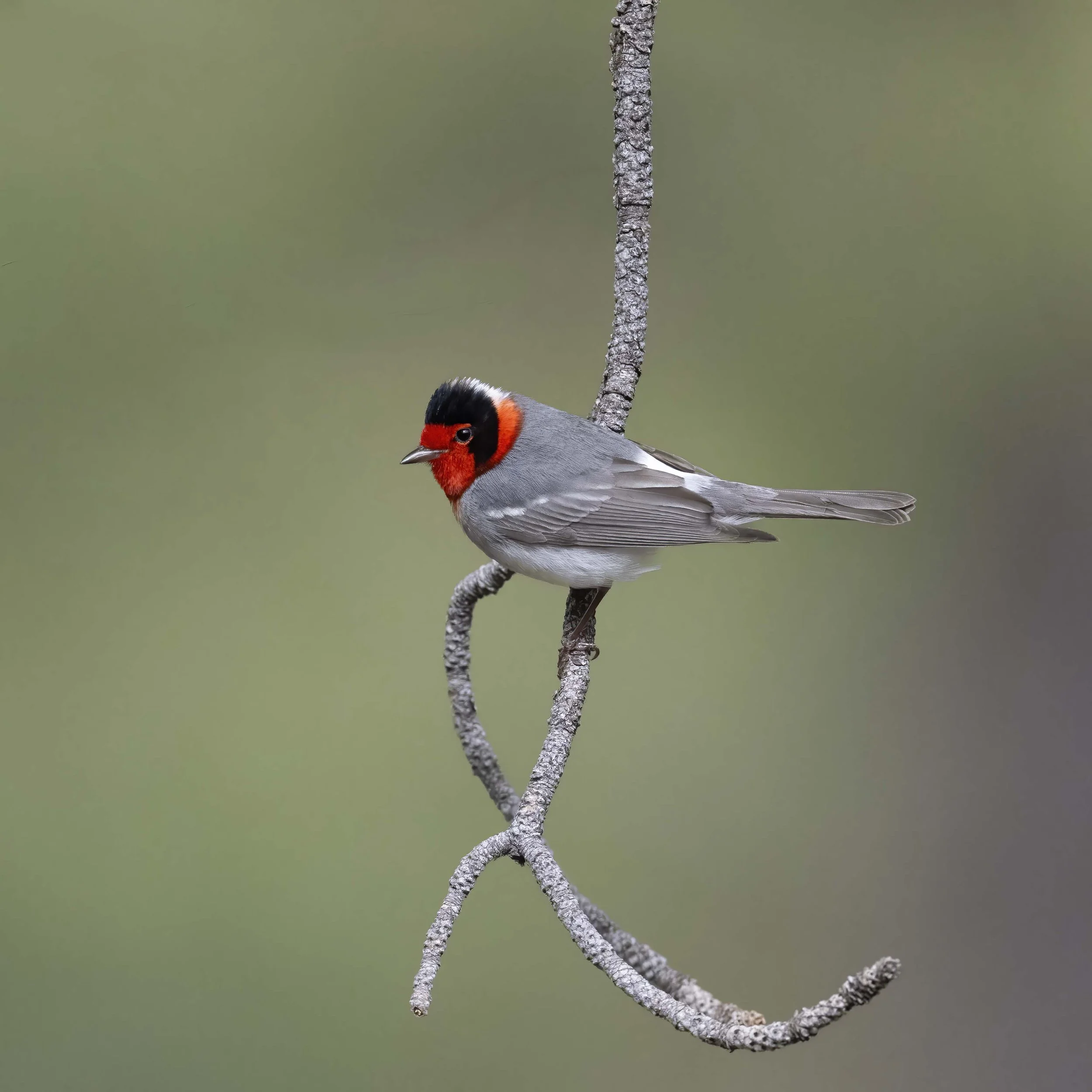 Red-faced_Warbler_Z094664.jpg