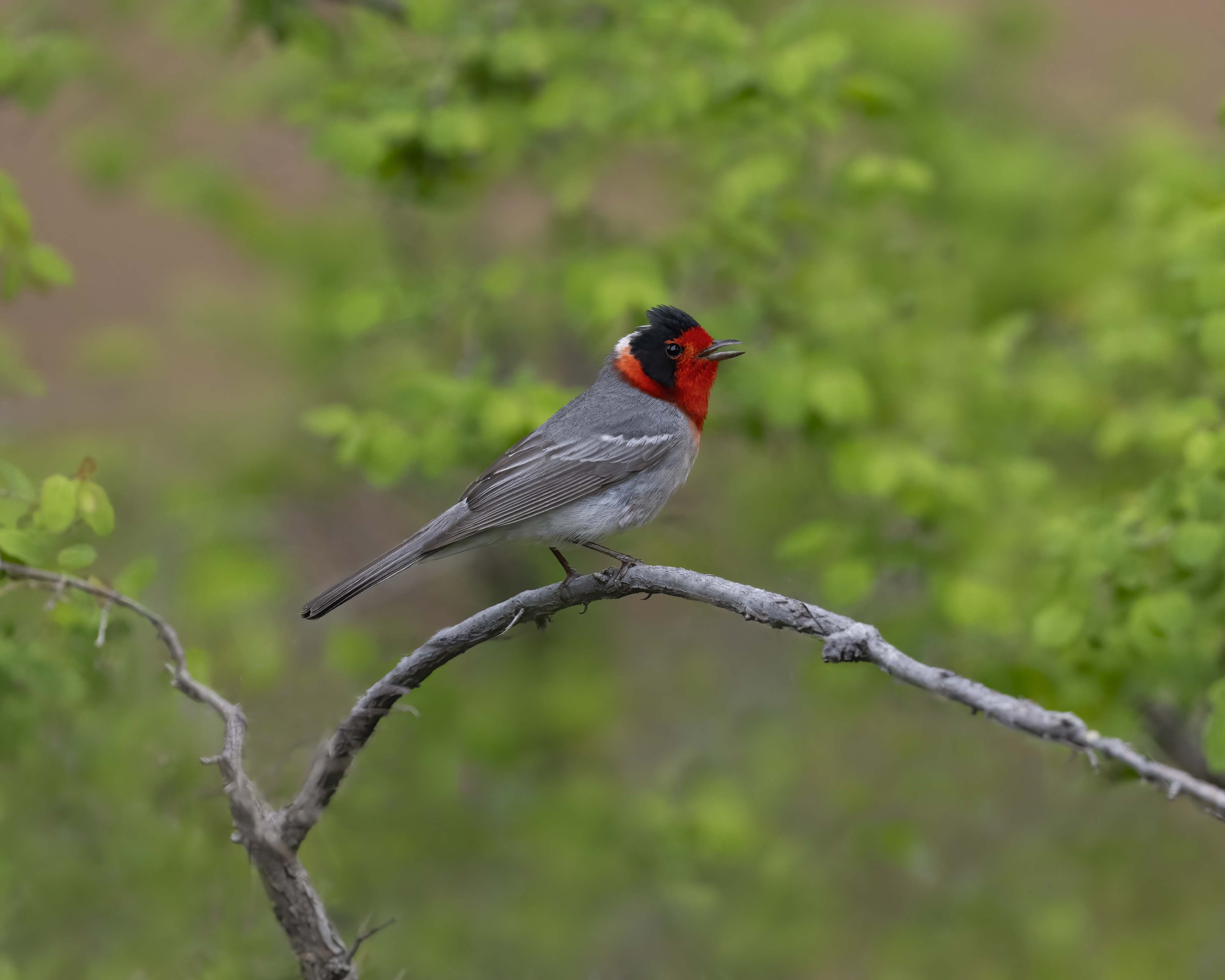 Red-faced_Warbler_Z095278.jpg