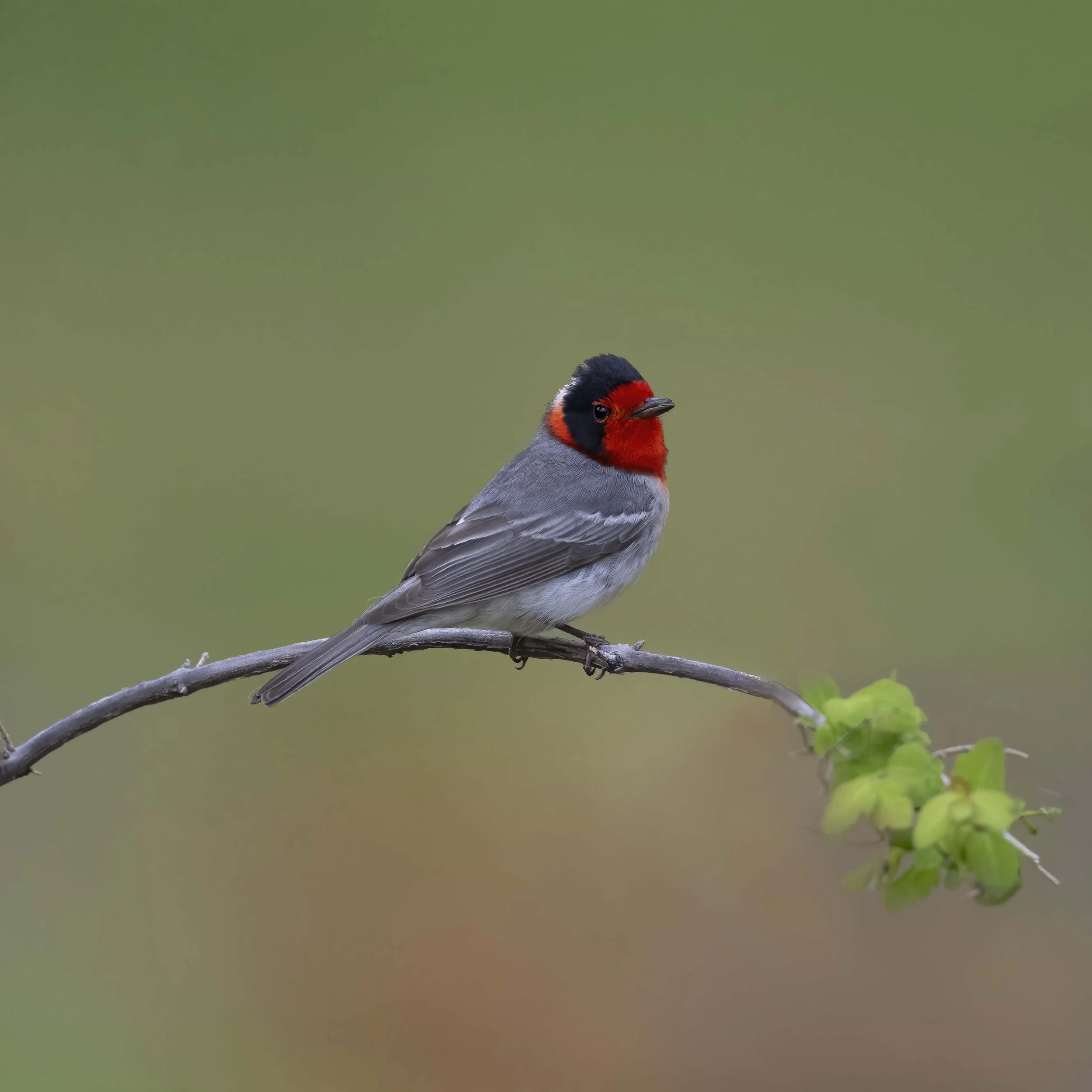 Red-faced_Warbler_Z095439.jpg