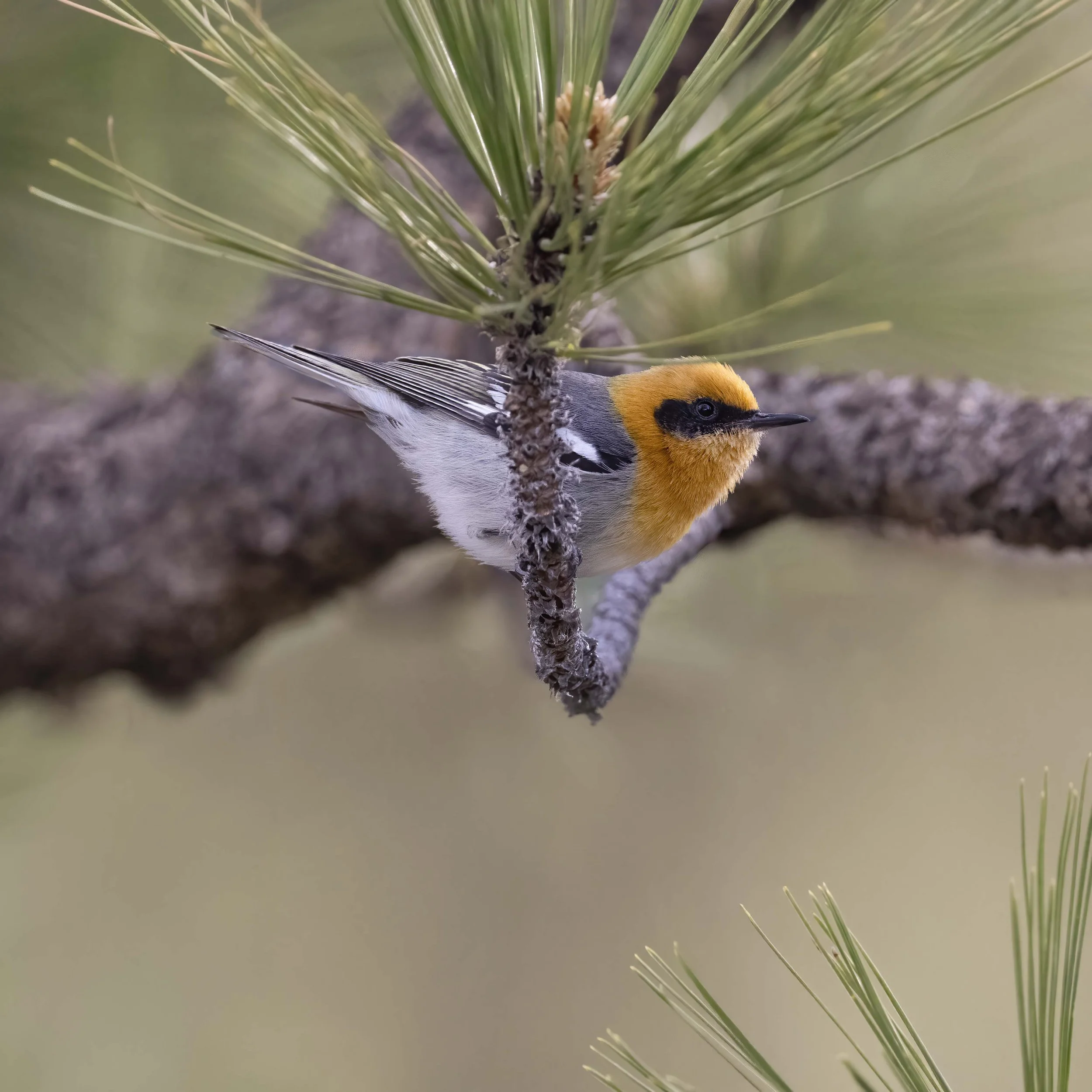 Mt Lemmon, Tucson  05-03-2026