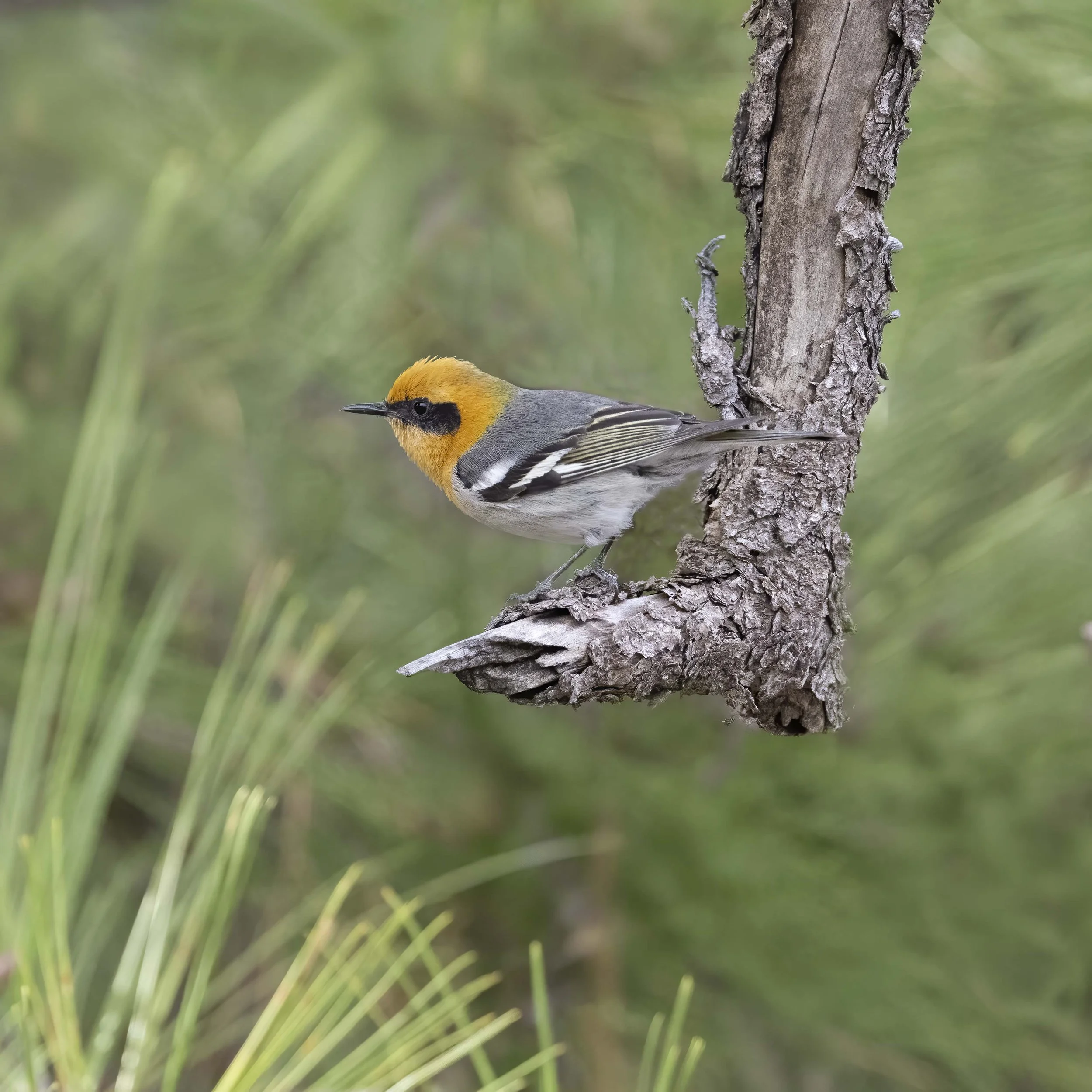 Olive_Warbler_Z096072.jpg