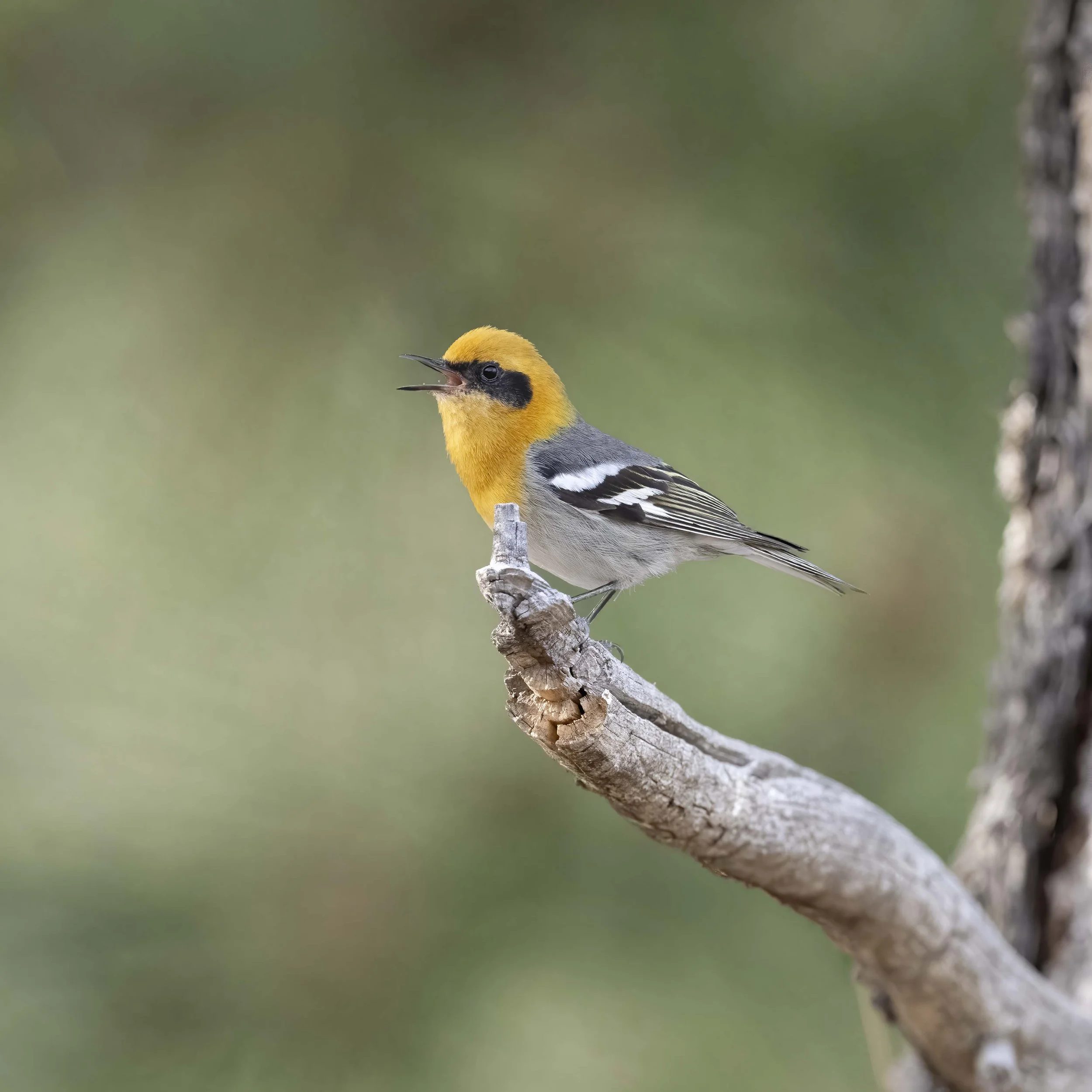 Olive_Warbler_Z096195.jpg