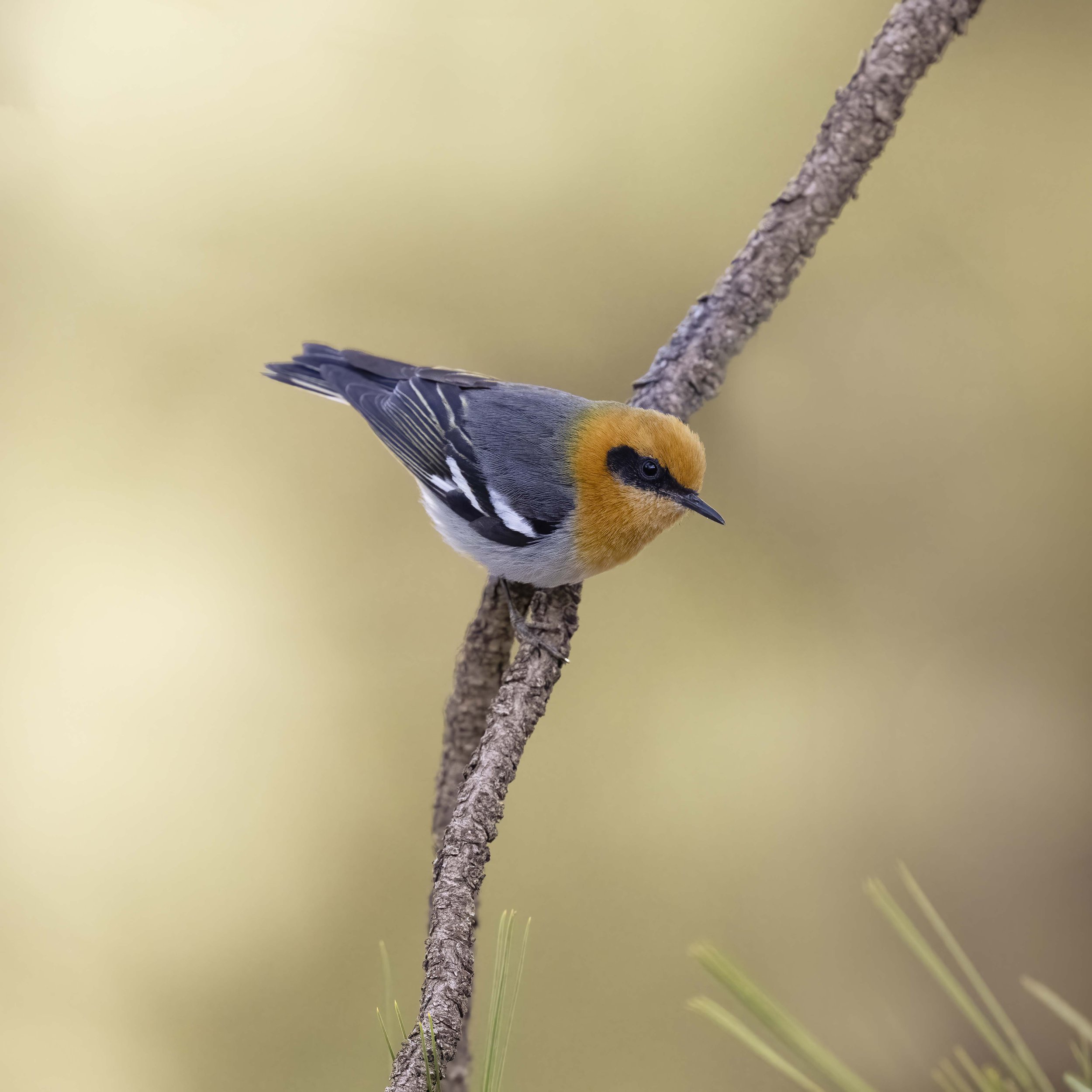 Olive_Warbler_Z096280.jpg