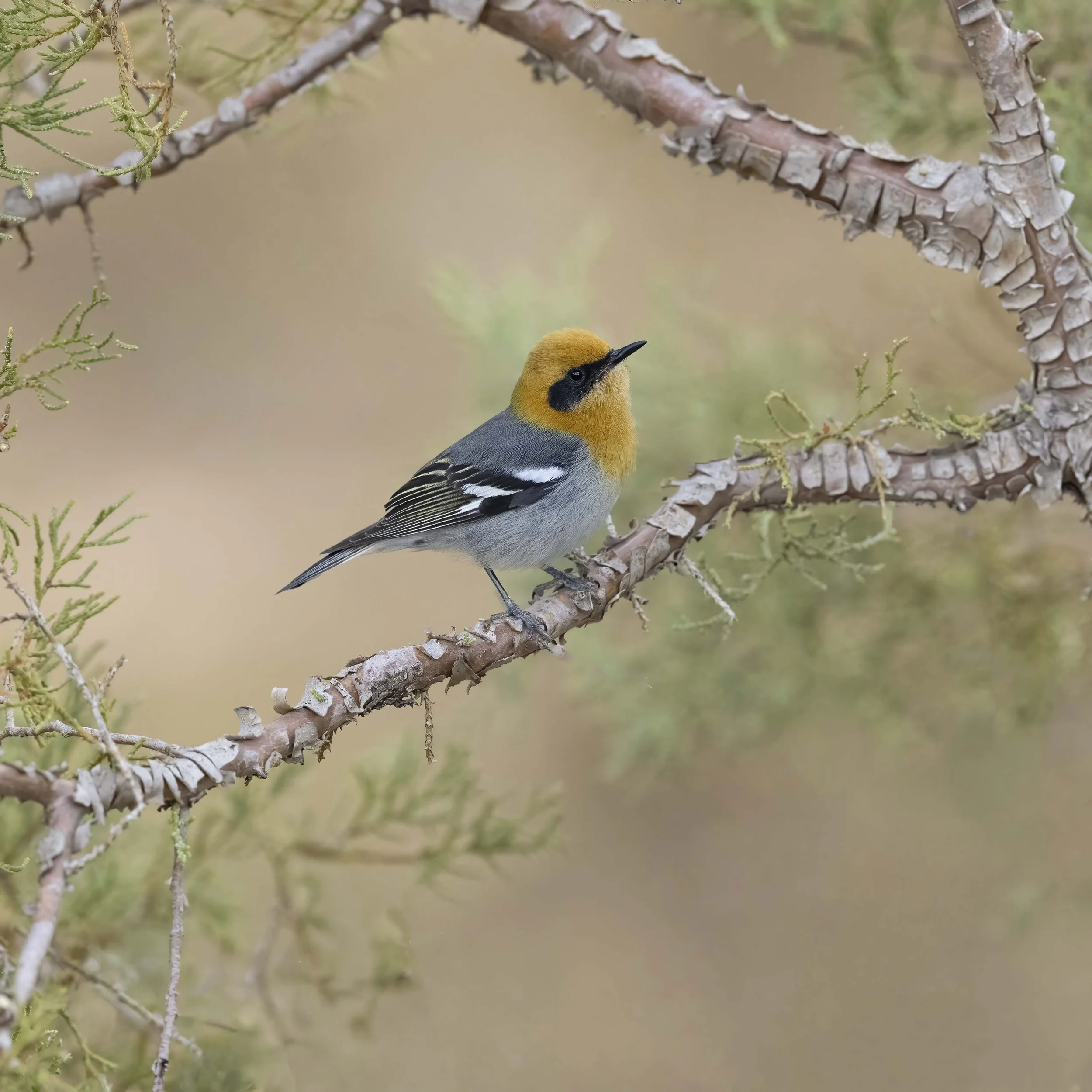 Olive_Warbler_Z096439.jpg