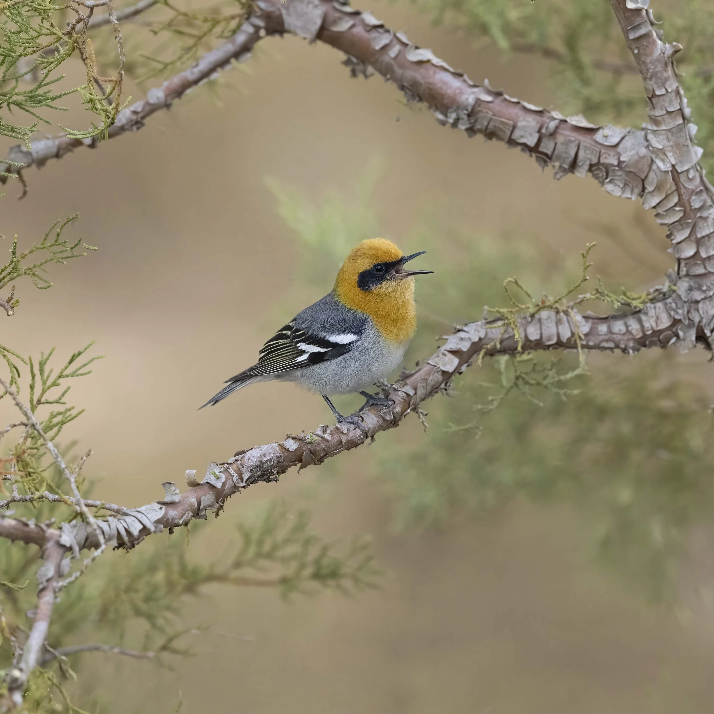 Olive_Warbler_Z096493.jpg