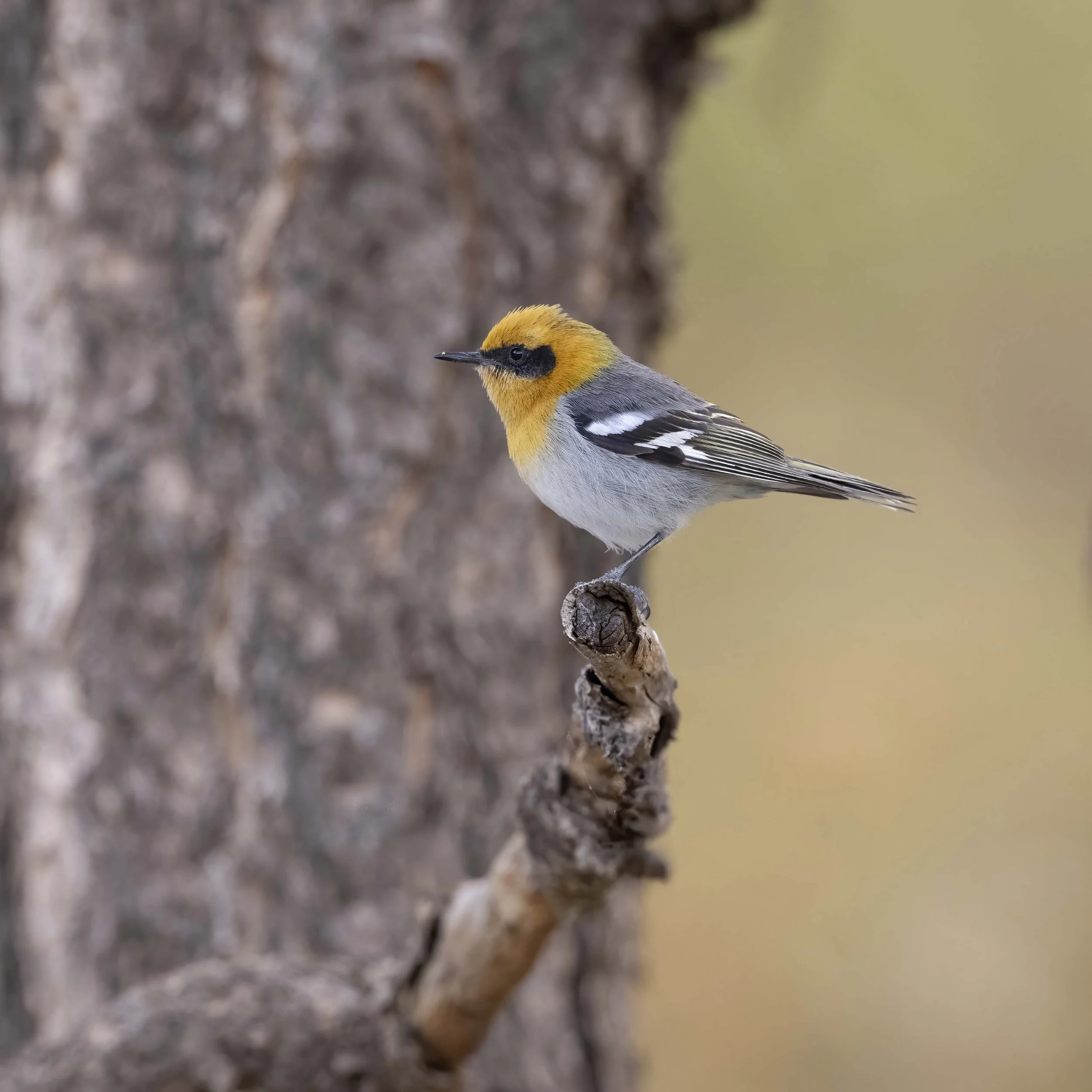 Olive_Warbler_Z096588.jpg