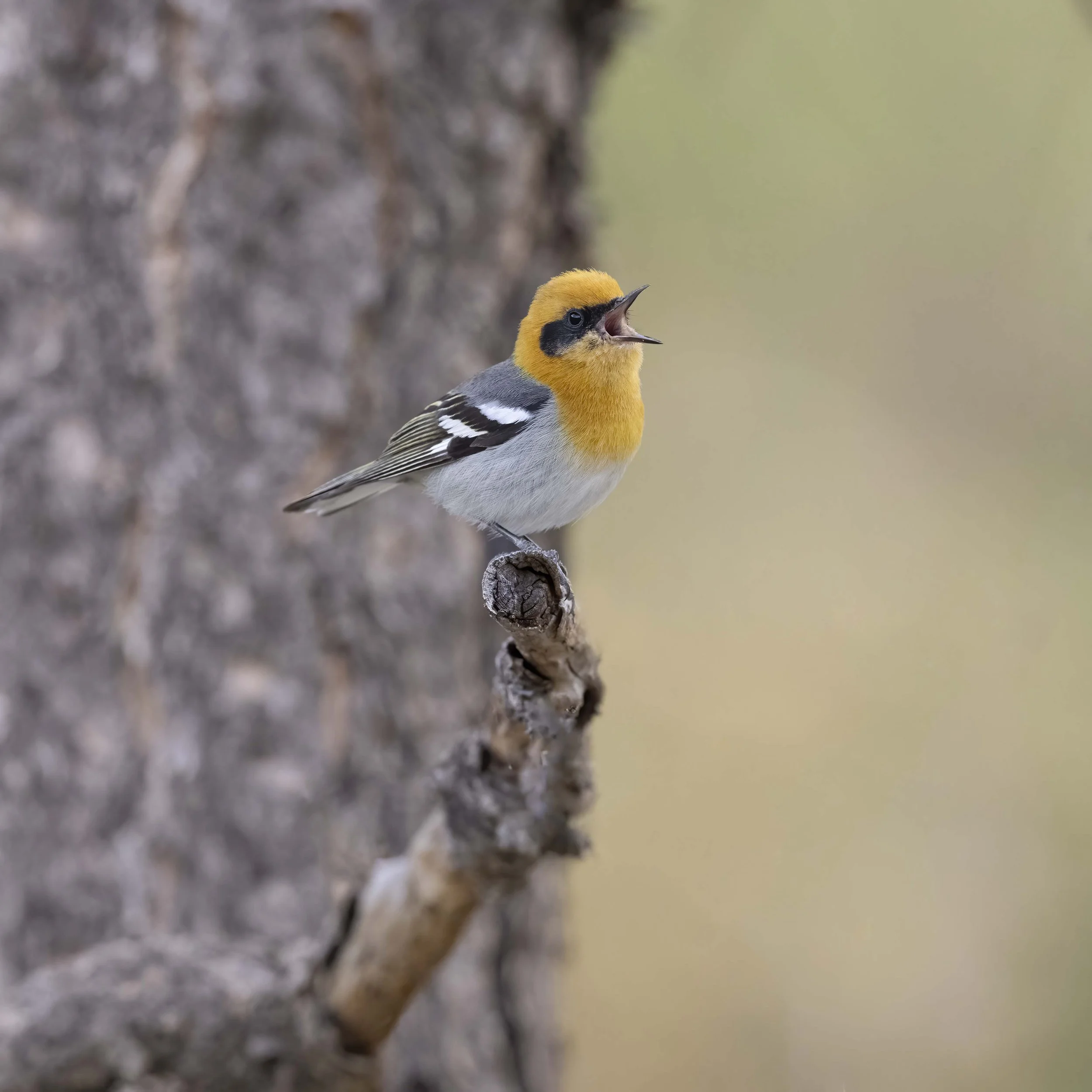 Olive_Warbler_Z096600.jpg
