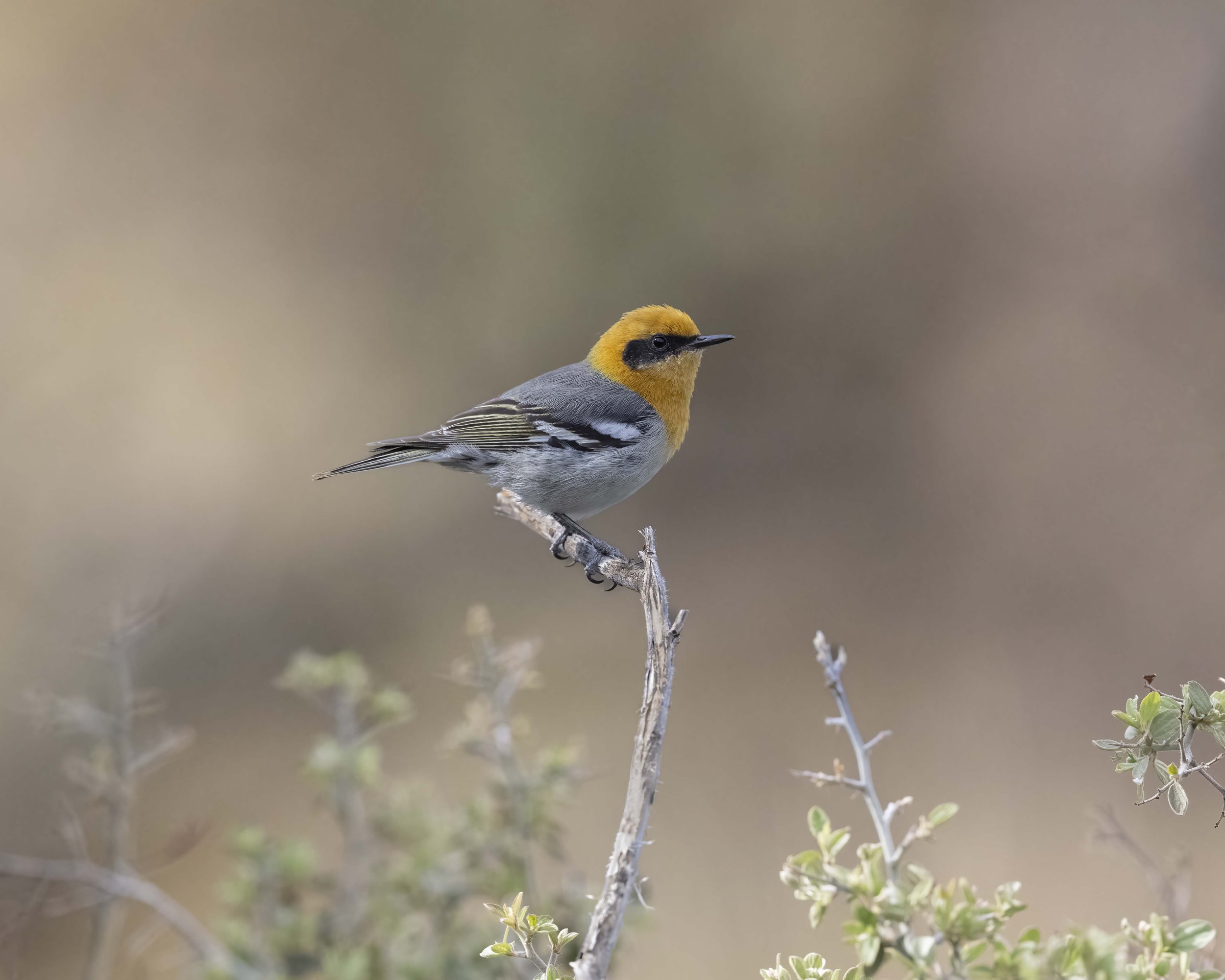 Olive_Warbler_Z096676.jpg