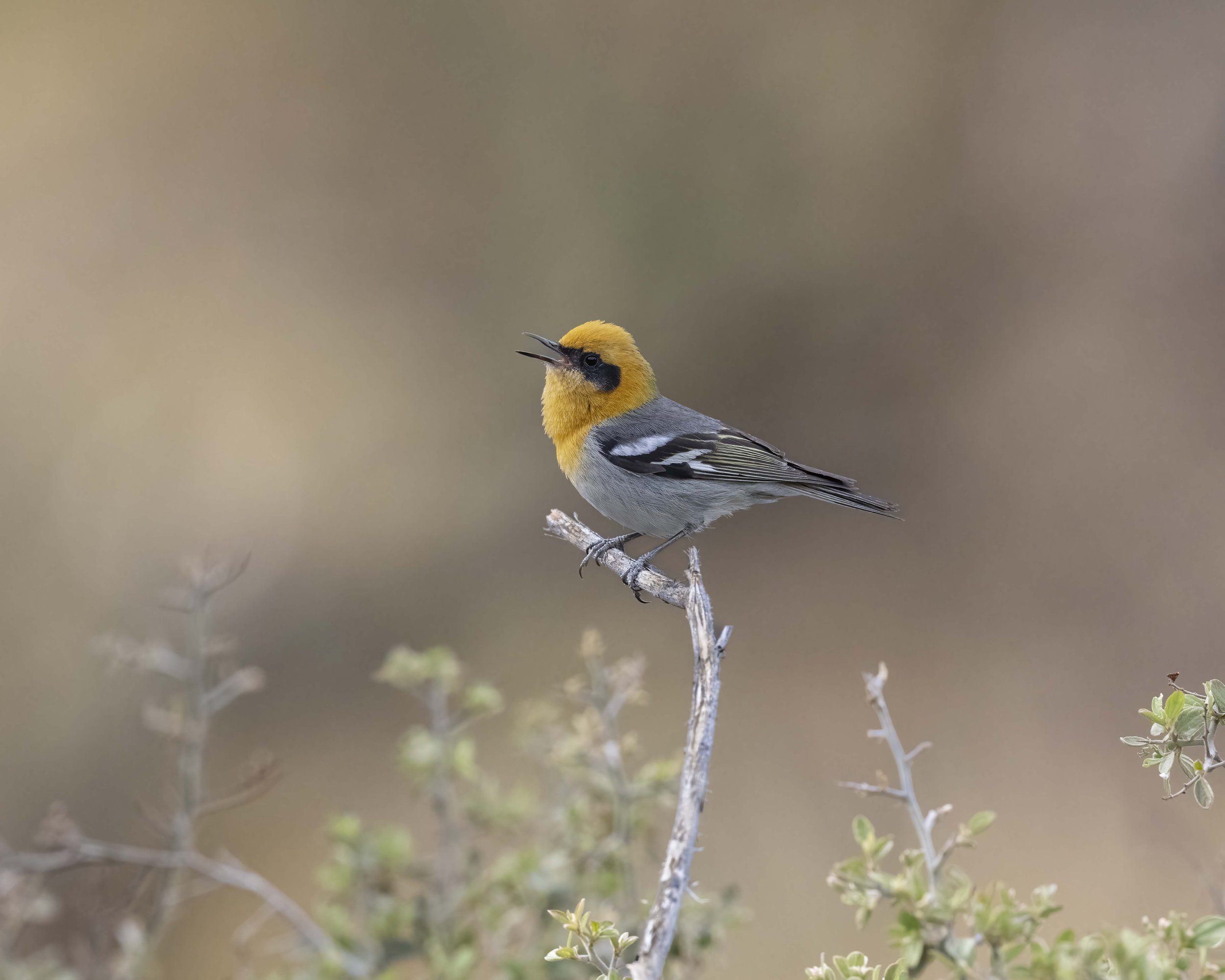 Olive_Warbler_Z096795.jpg