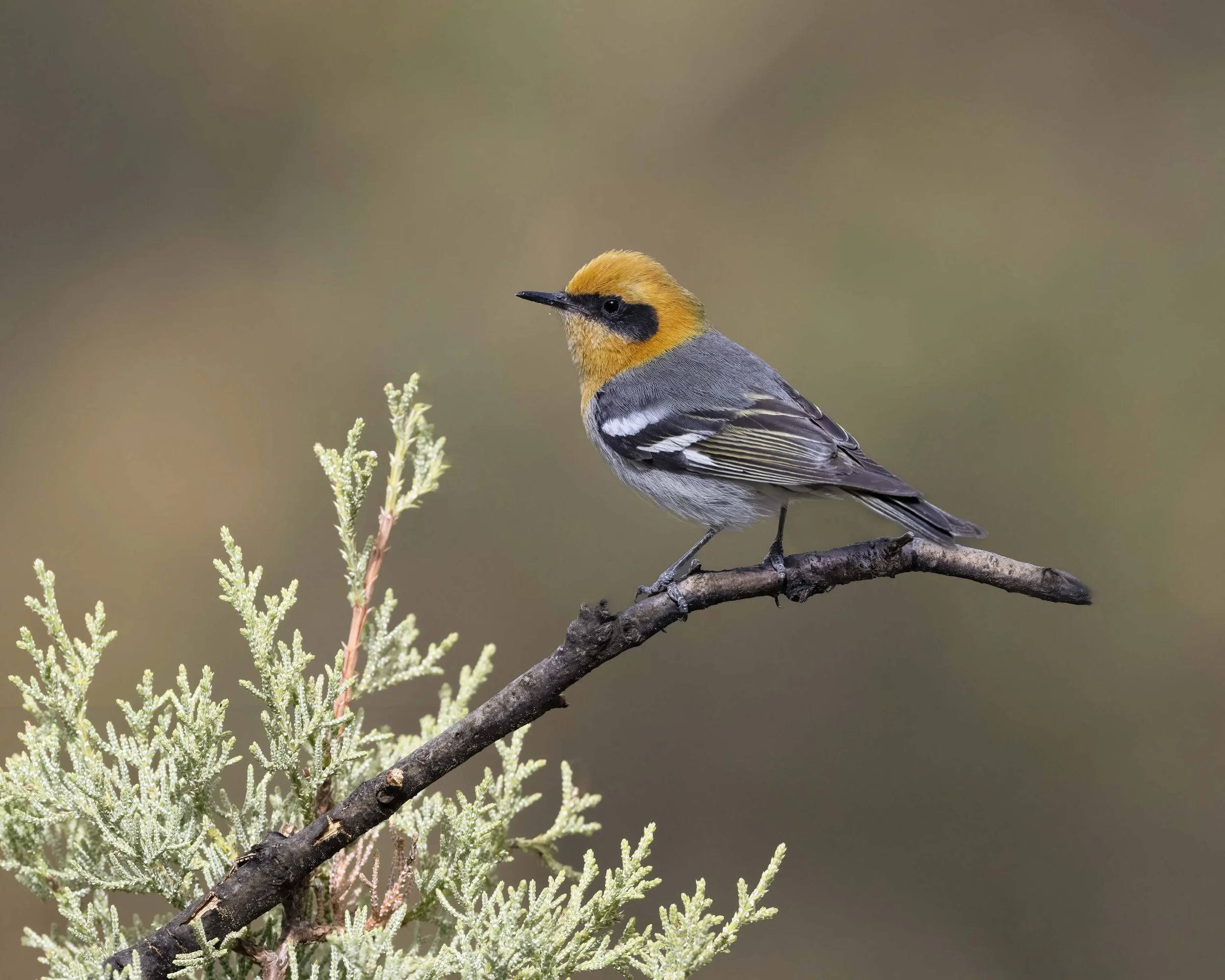 Olive_Warbler_Z096955.jpg