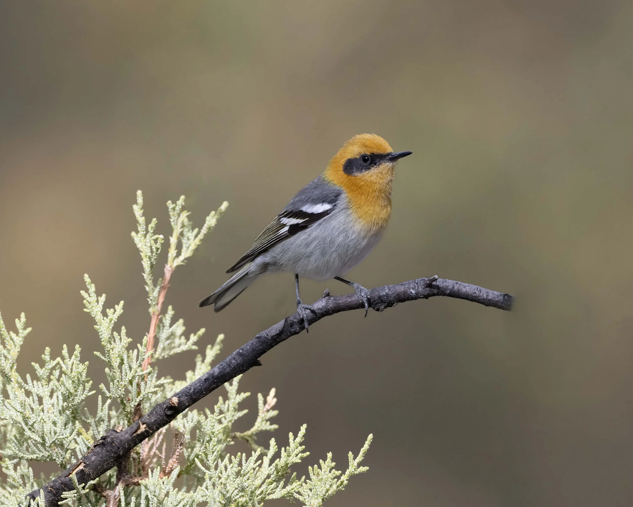 Olive_Warbler_Z096983.jpg