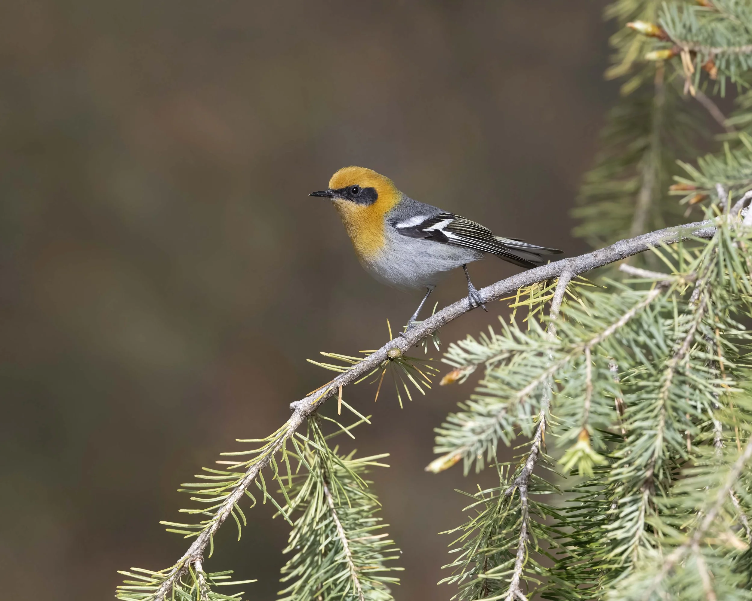 Olive_Warbler_Z097051.jpg