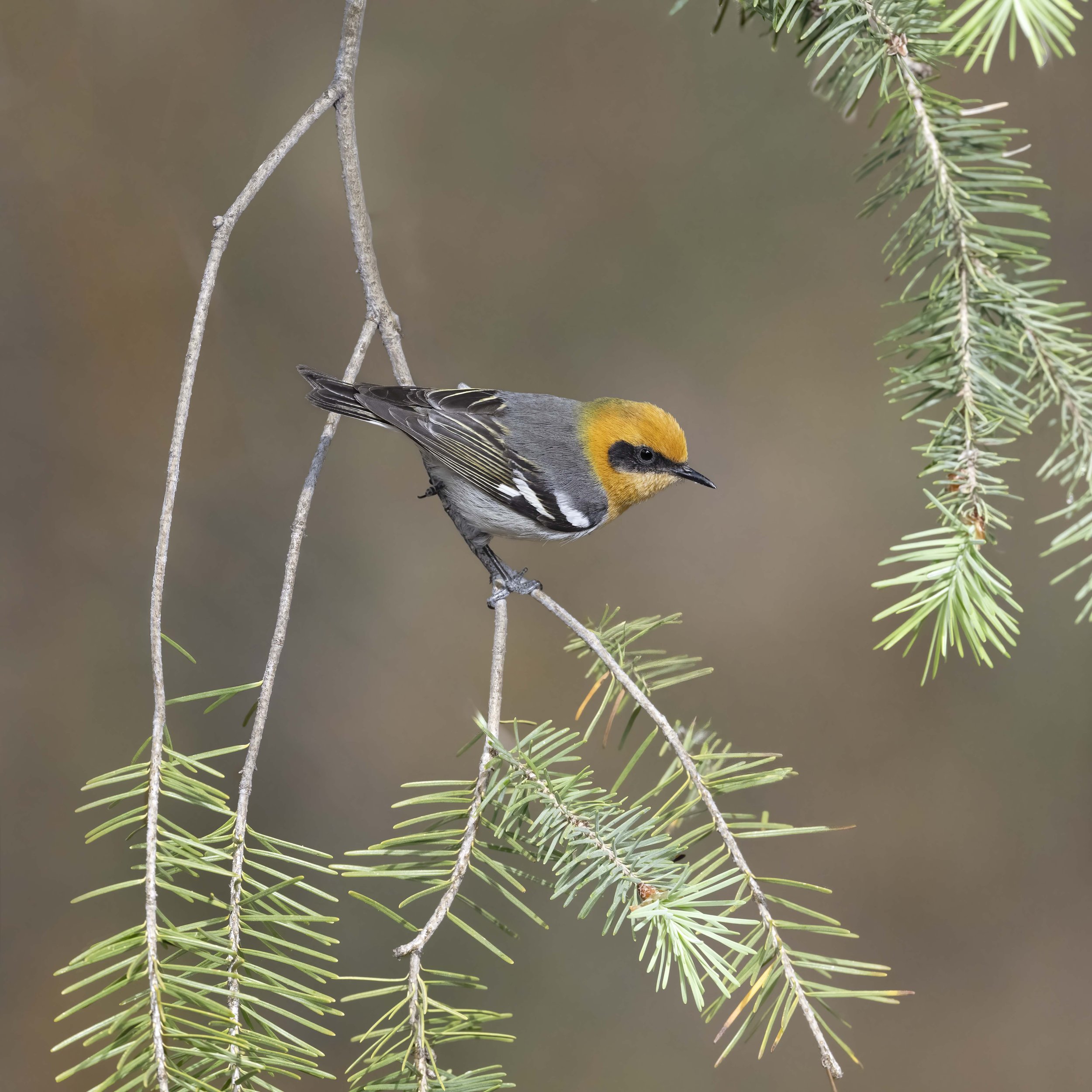 Olive_Warbler_Z097118.jpg
