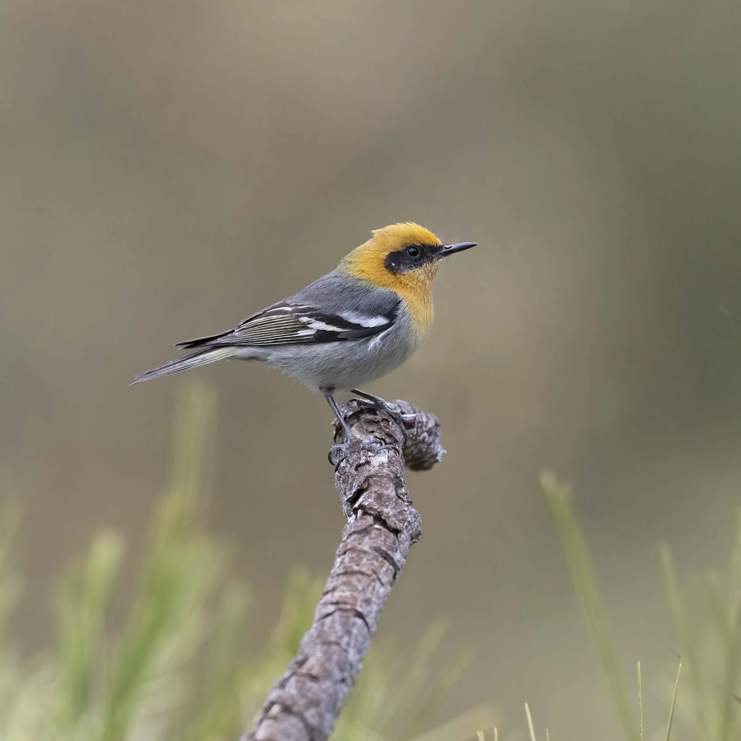Olive_Warbler_Z097801.jpg