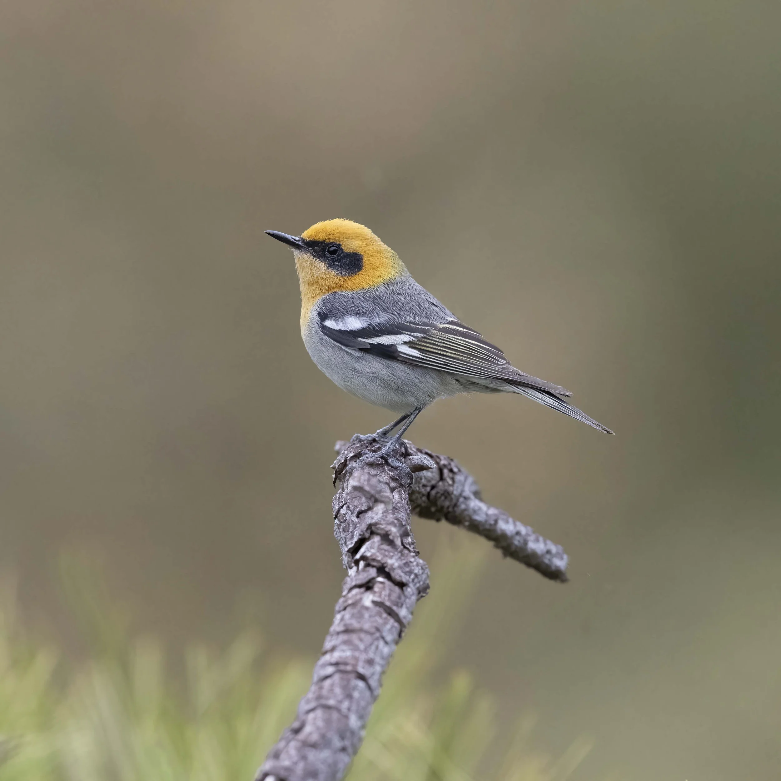 Olive_Warbler_Z097863.jpg
